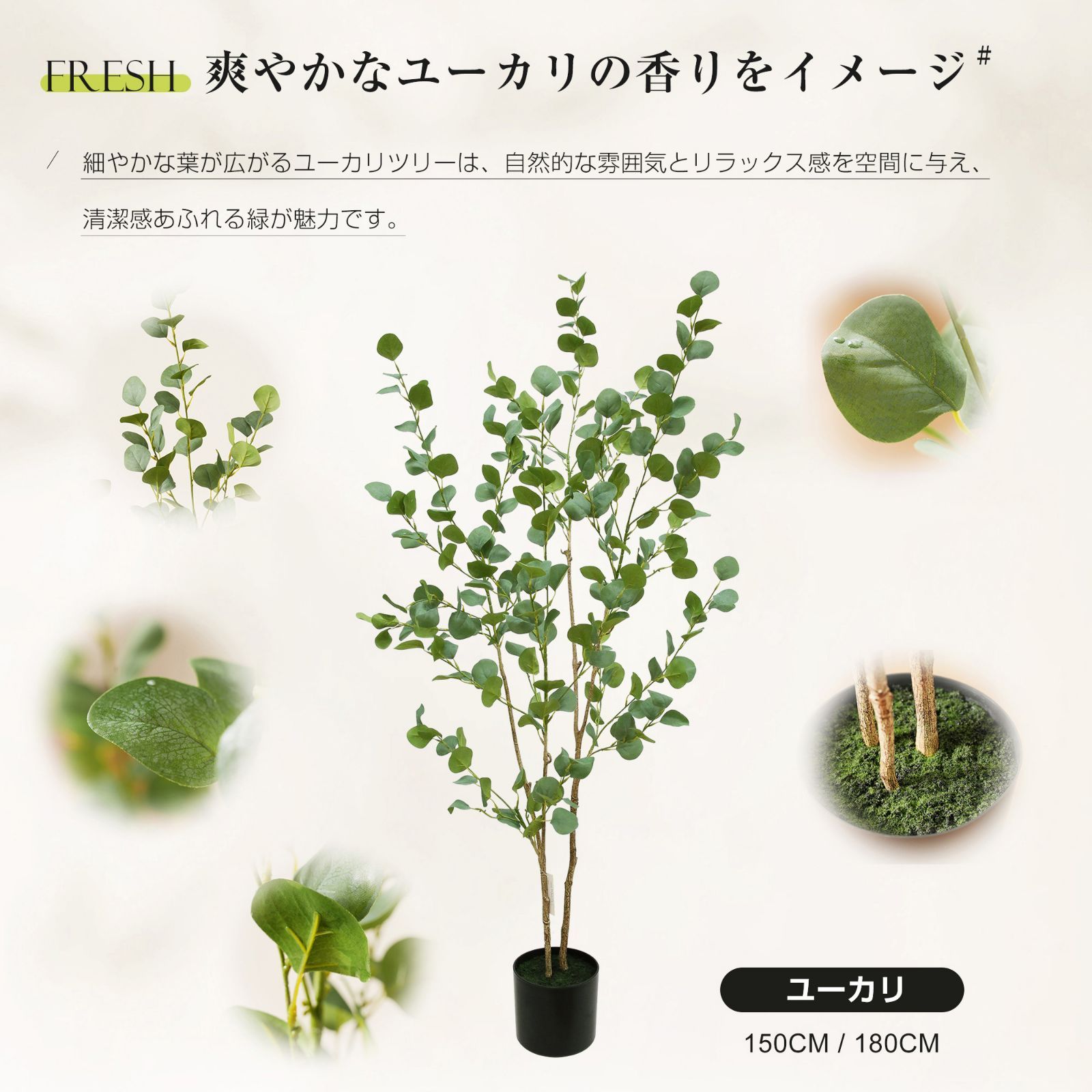 ユーカリの木