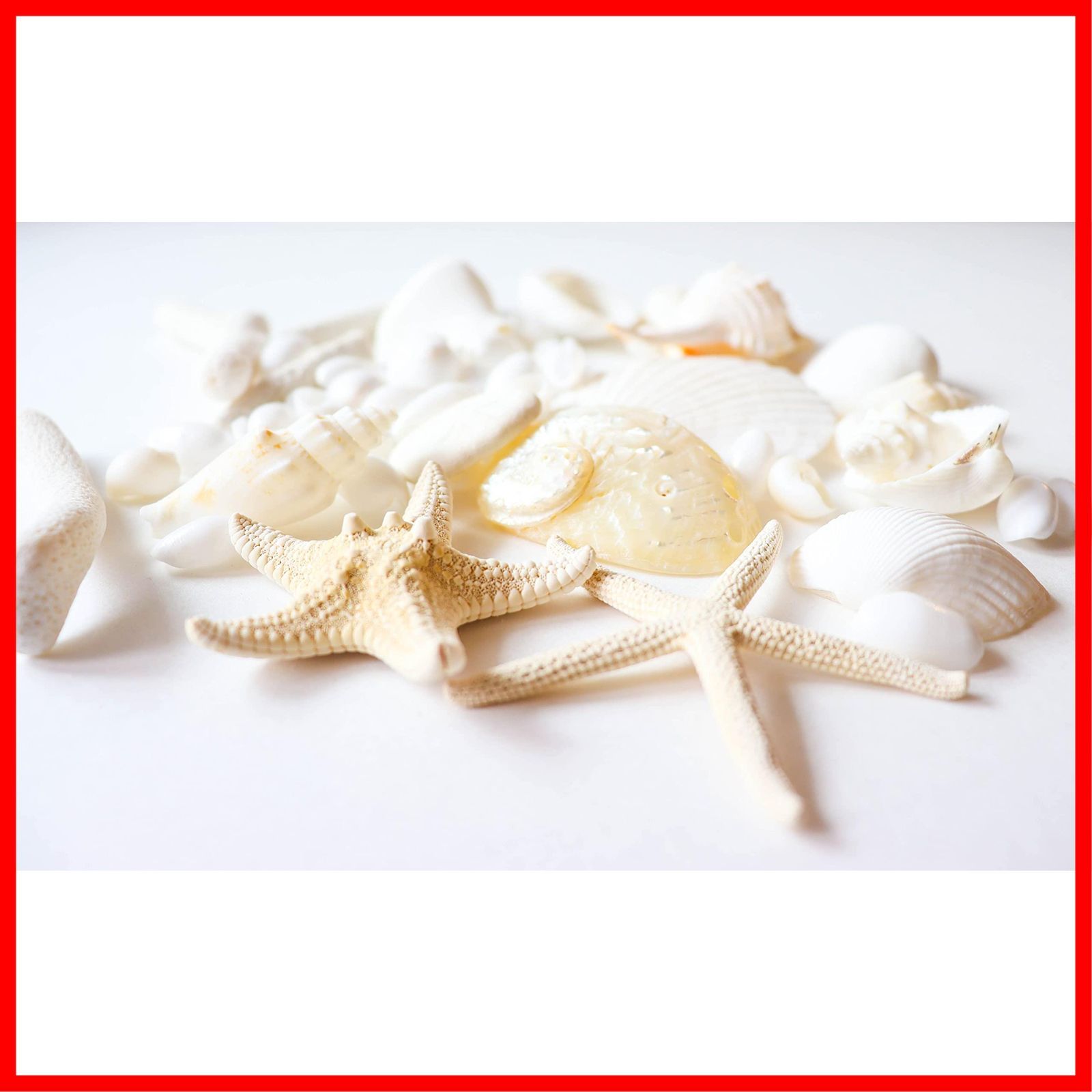 貝がら3点 サンゴらしきもの1点