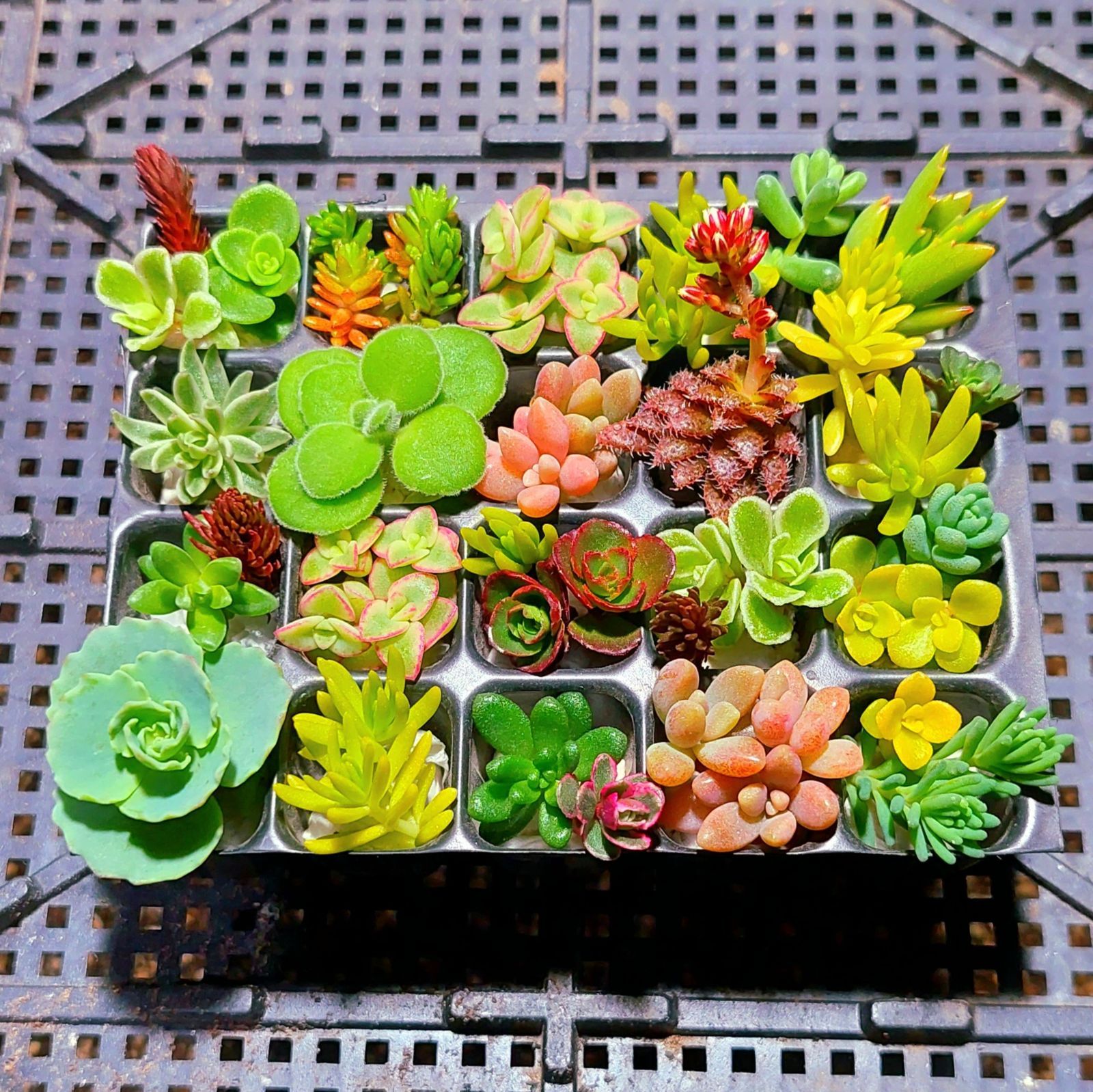 メルカリshops オマケはグリーンネックレス 多肉植物セダム22種類セット 育成説明書