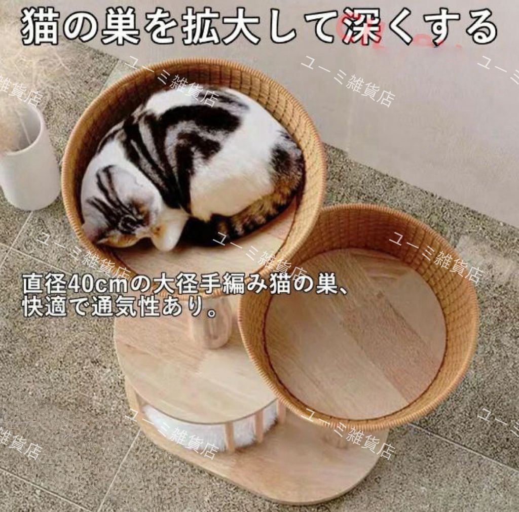 大型猫 中型
