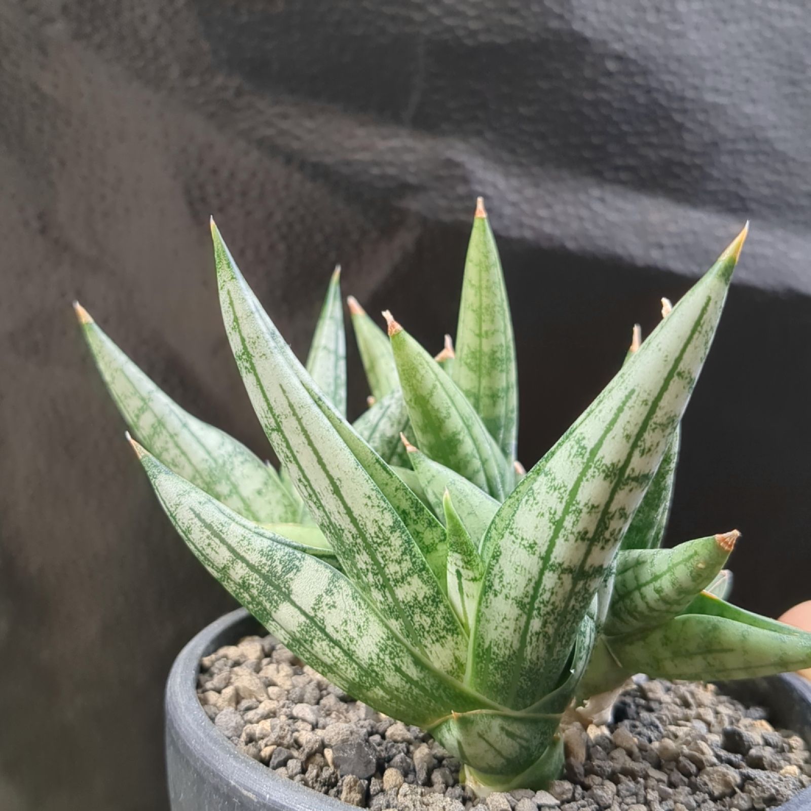 サンセベリア ヤヤ Sansevieria YaYa【現品】早いもの勝ち 鉢の