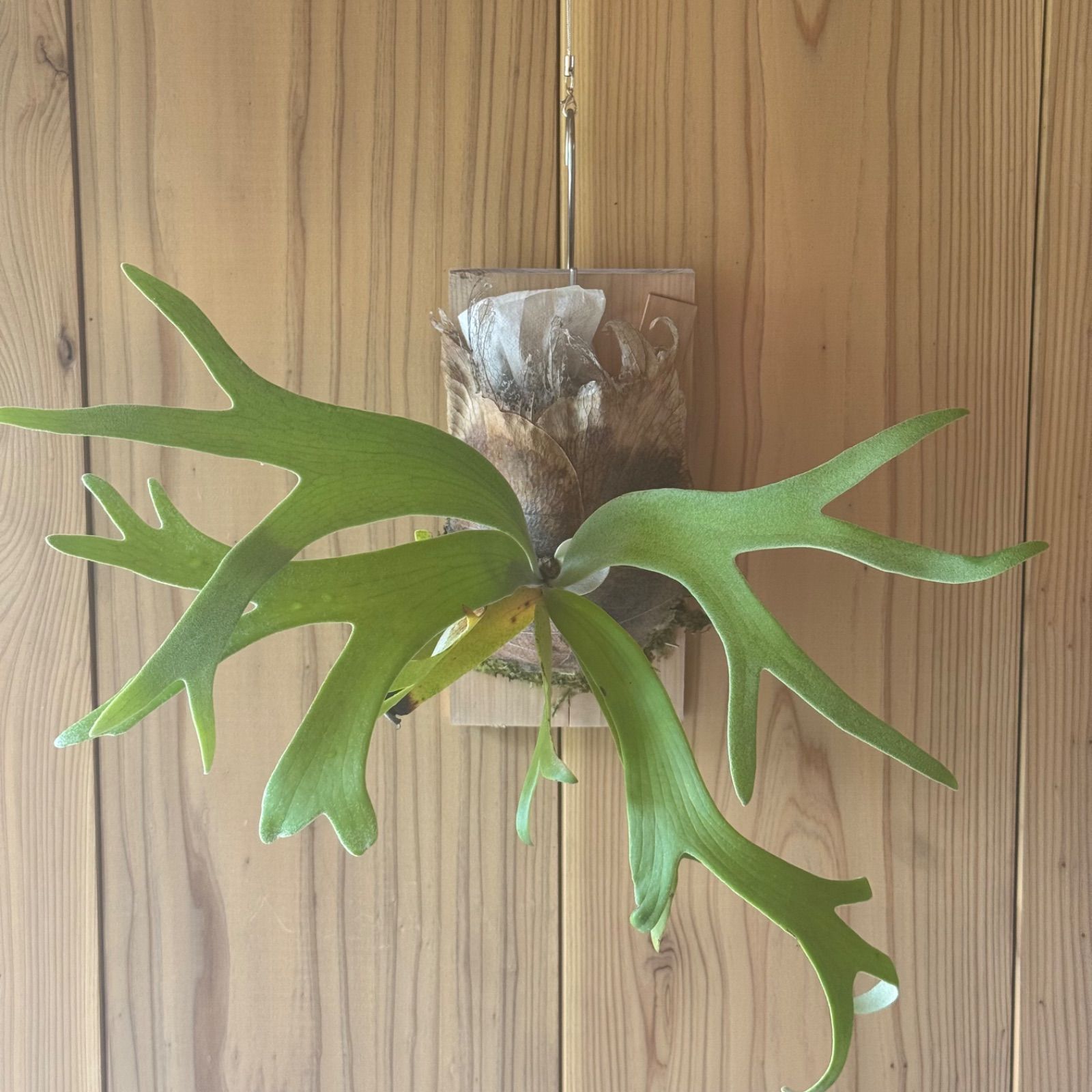 P.willinckii moonlight spore② P. willinckii moonlight spore - メルカリ