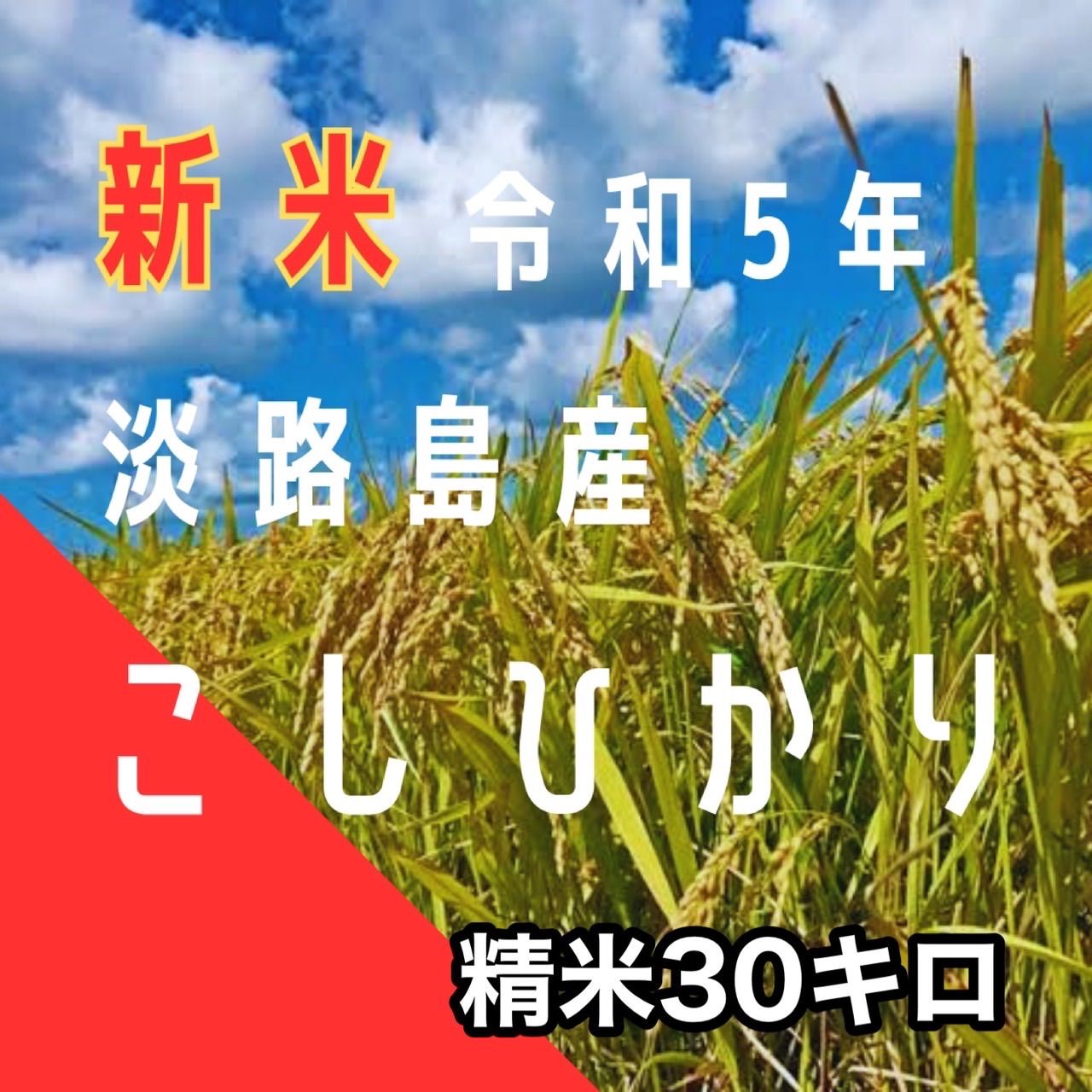 新米 令和5年産 こしひかり精米30キロ 淡路島産 産地直送