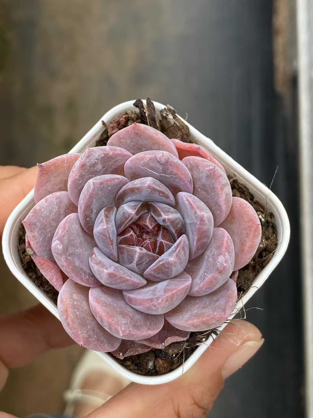 QS1061×50 レッドアンバー 抜き苗 多肉植物 アエオニウム エケベリア 韓国苗