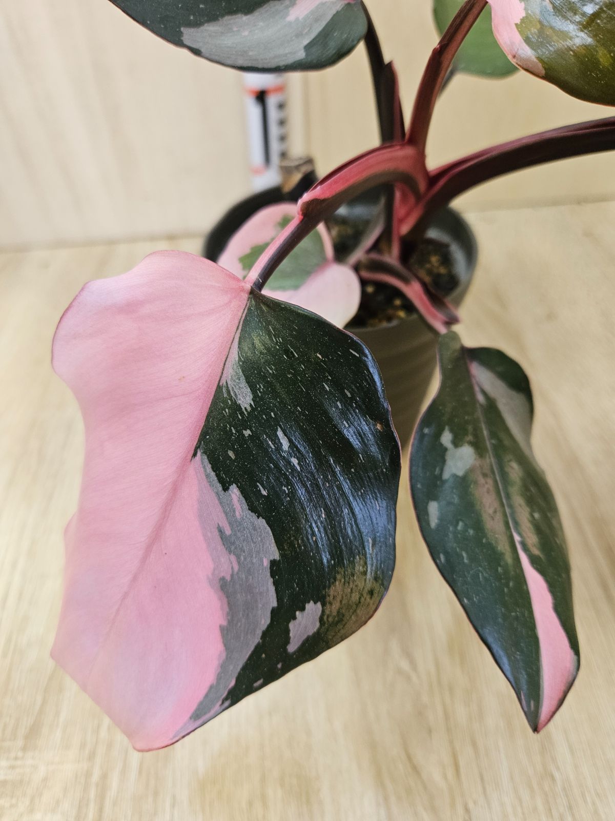 メルカリ便【フィロデンドロン・アタバポエンセ　pink var.】 メルカリ便【フィロデンドロン・アタバポエンセ pink var.】 【公式通販】