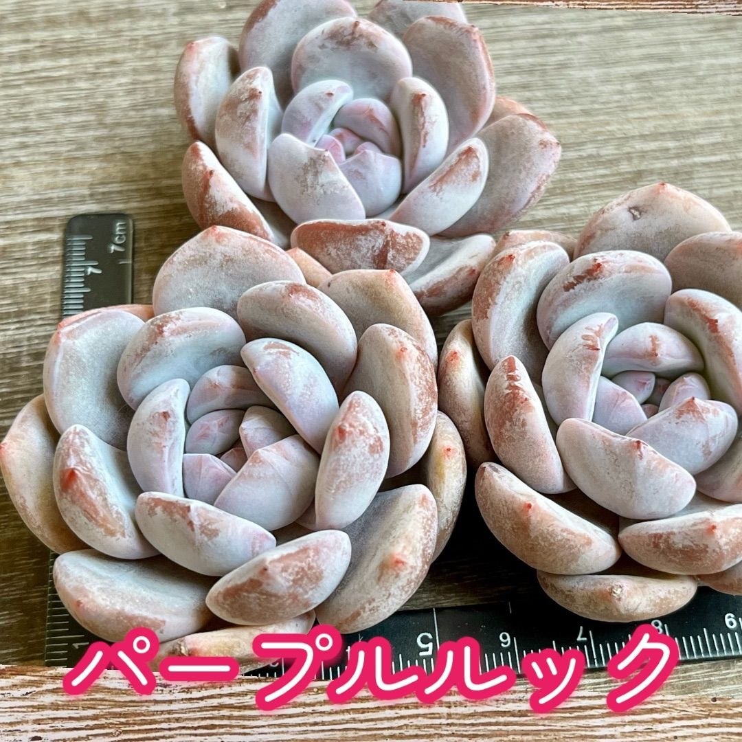 A*n様 U556　パープルライト　抜き苗　63株　多肉植物 エケベリア 韓国苗 3f7bdeb1bdbd40a16136a027ac523f