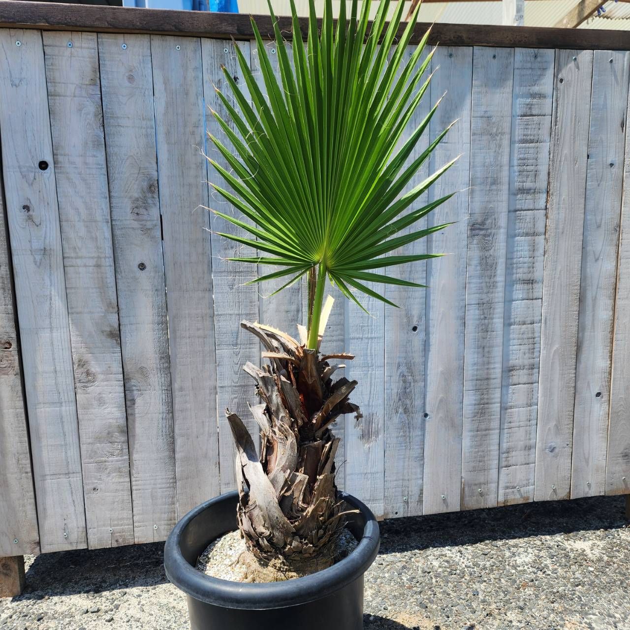 フペルジア トライアングル サトゥール プペルジア トライアングル