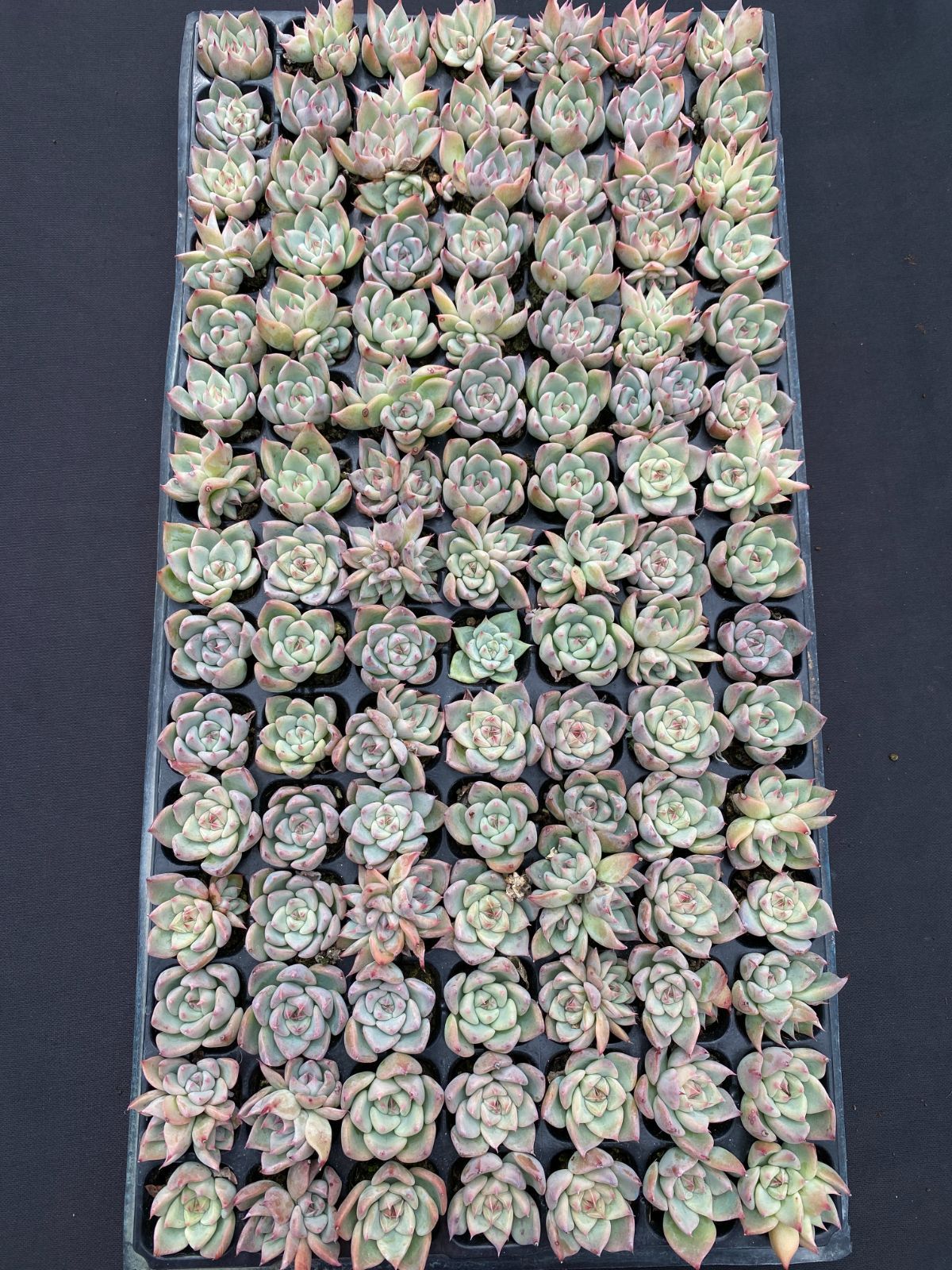 新入荷 15種類セット H235×105苗 土付き 詰め合わせ 多肉植物 新入荷 15種類セット H235×105苗 土付き 詰め合わせ 多肉植物 新入荷