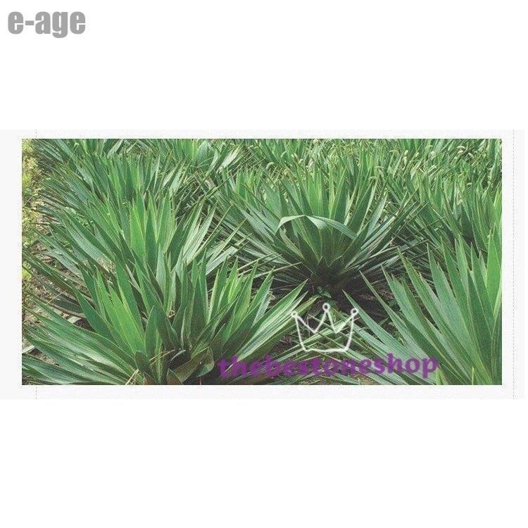 夏