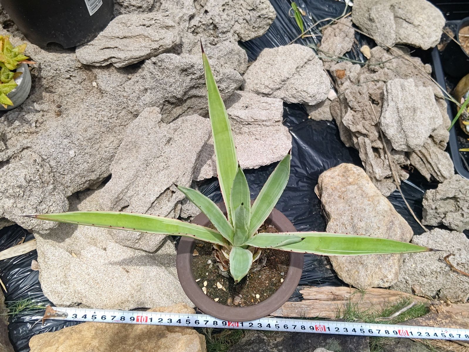 アガベハクセンコウ 楽天市場】アガベ マルギナータ ハクセンコウ (白