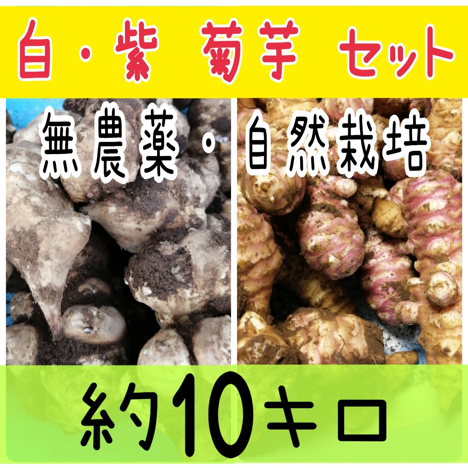 ☆掘りたて 新鮮☆ 紫菊芋・白菊芋 約10キロ - メルカリ