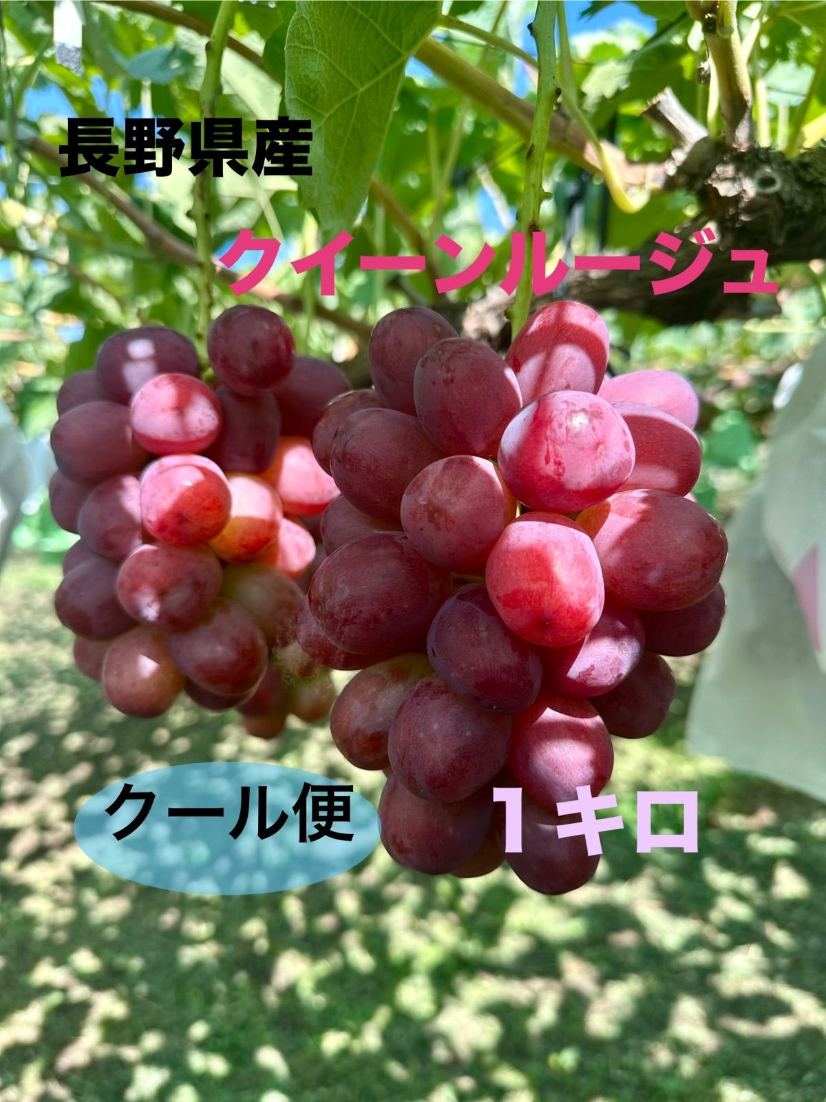 クイーンルージュ⭐︎箱別1キロ【クール便】 - メルカリ