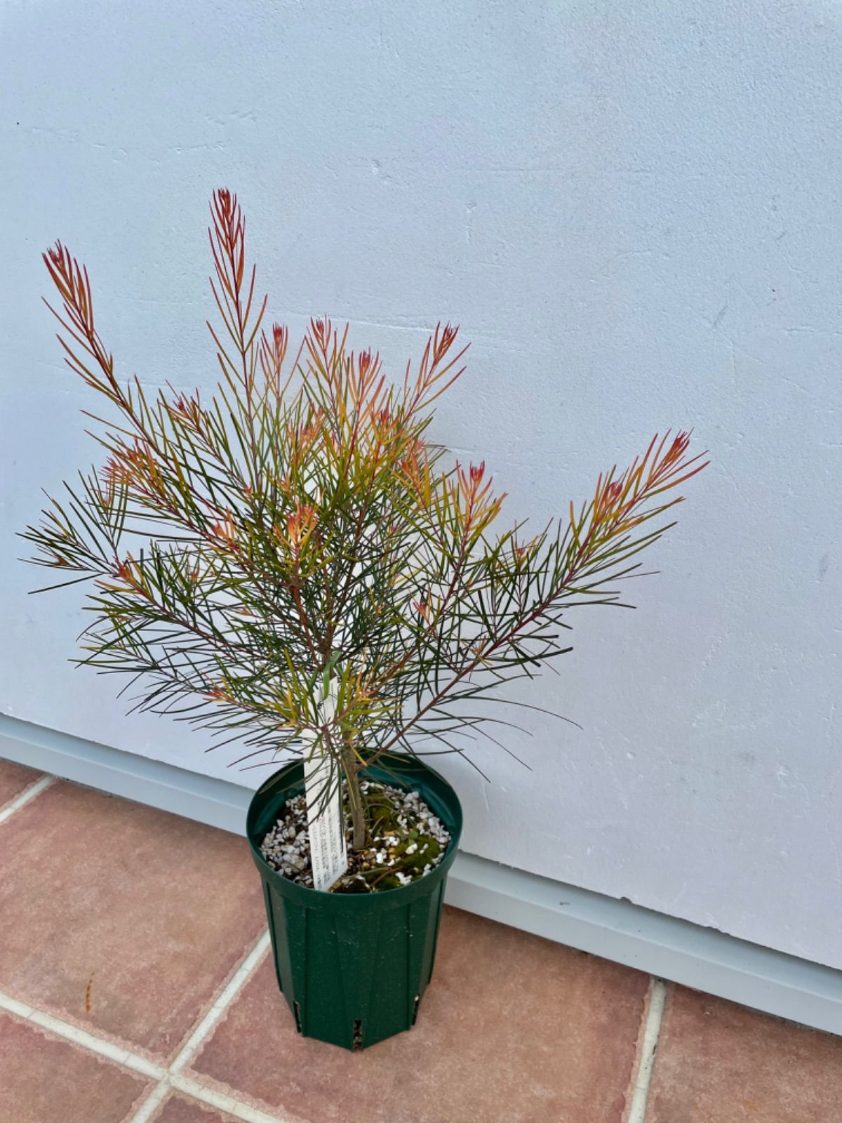 アカシアフェニックスゴールド オージープランツ 希少苗 幹太 大株 美樹形 8号 アカシア フェニックスゴールド 希少 アカシア フェニックスゴールド 8