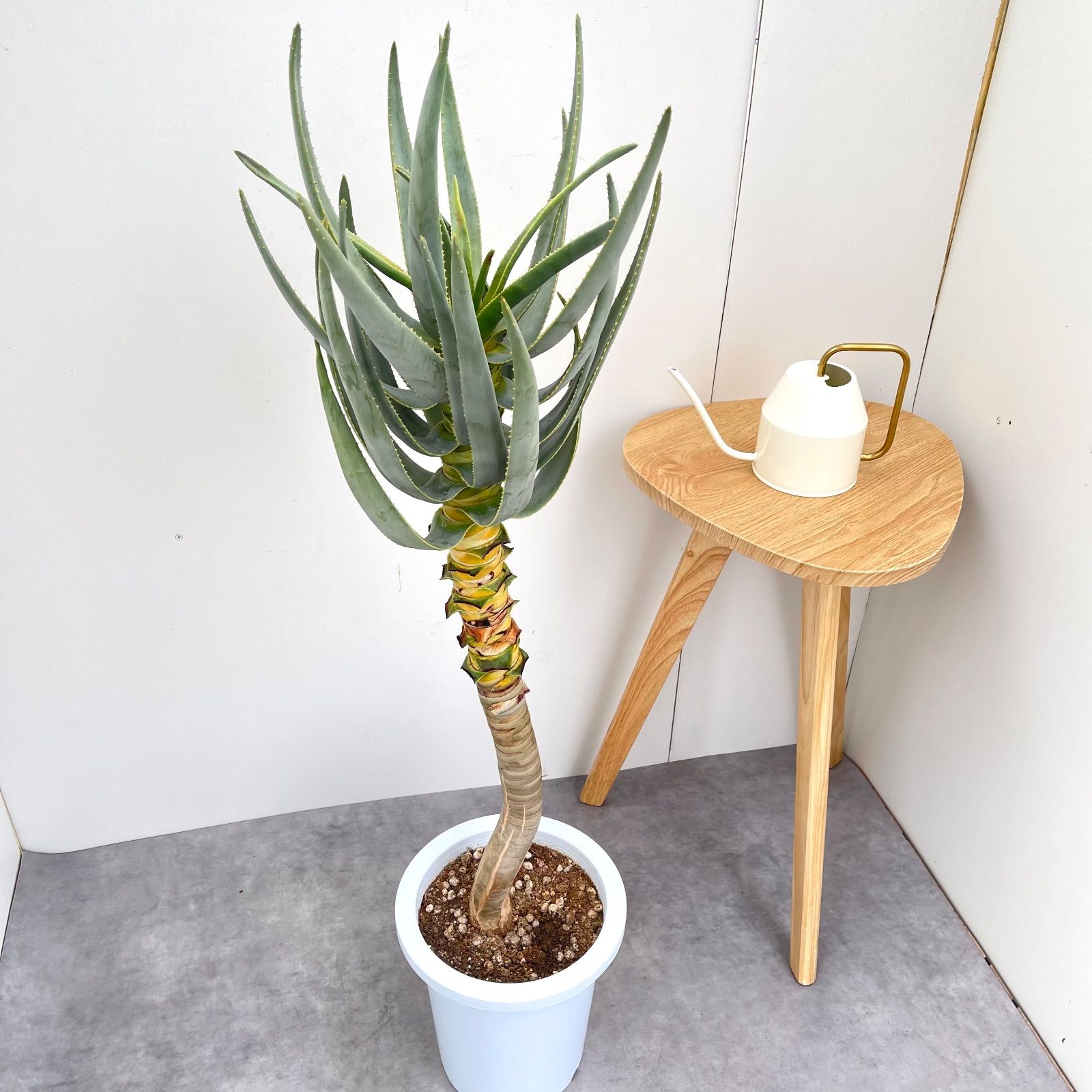 アロエ デコトマ 現品 観葉植物 室内 大型