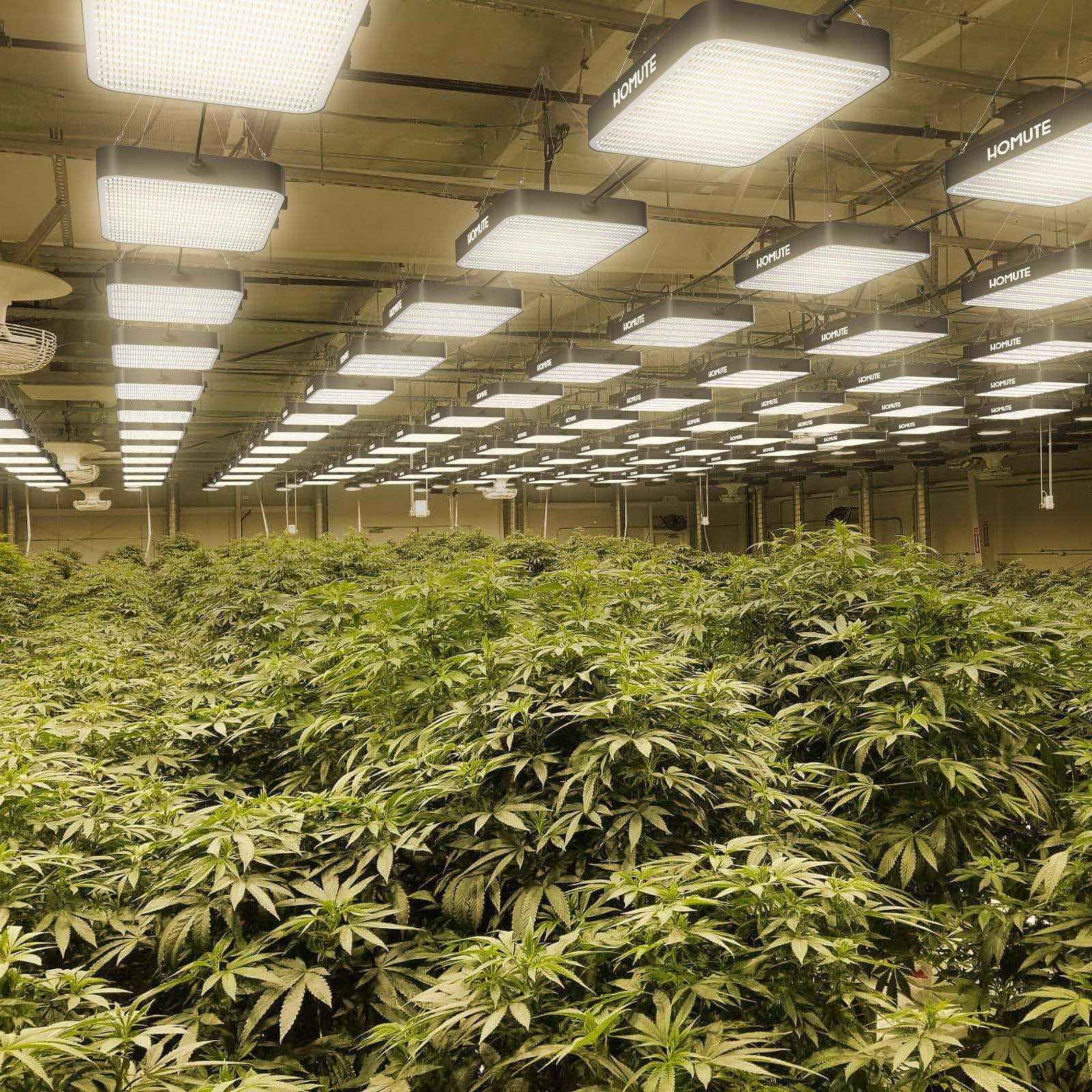 水耕栽培ランプ 野菜工場用
