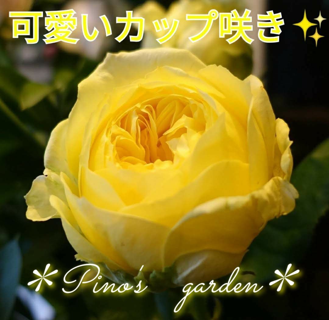 ✨コロンと可愛いカップ咲き✨ 切り花品種 バラ苗 挿し木 - メルカリ