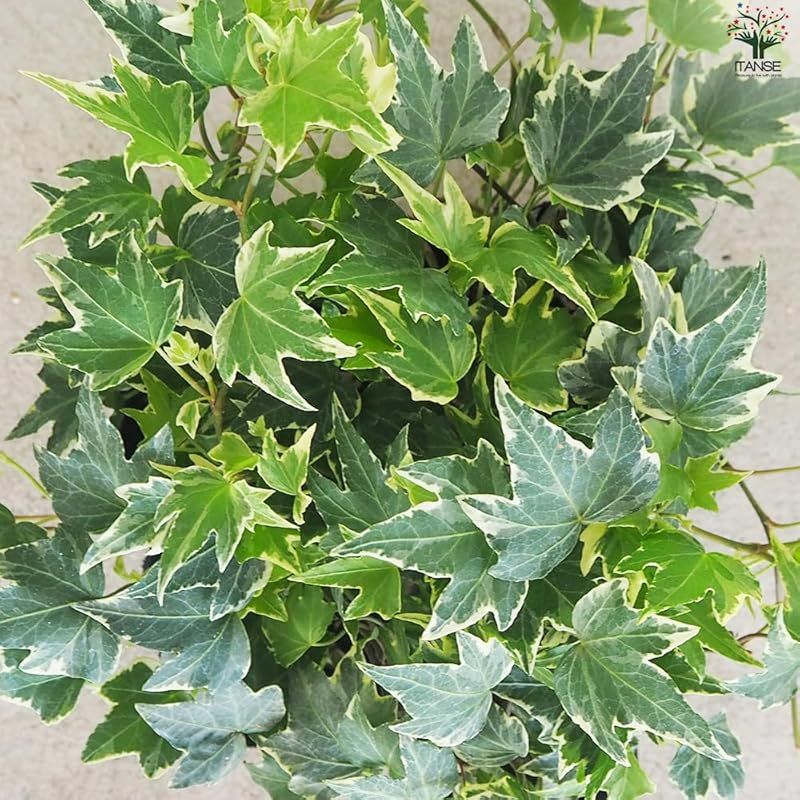 ヨーロッパ～西アジア 別名