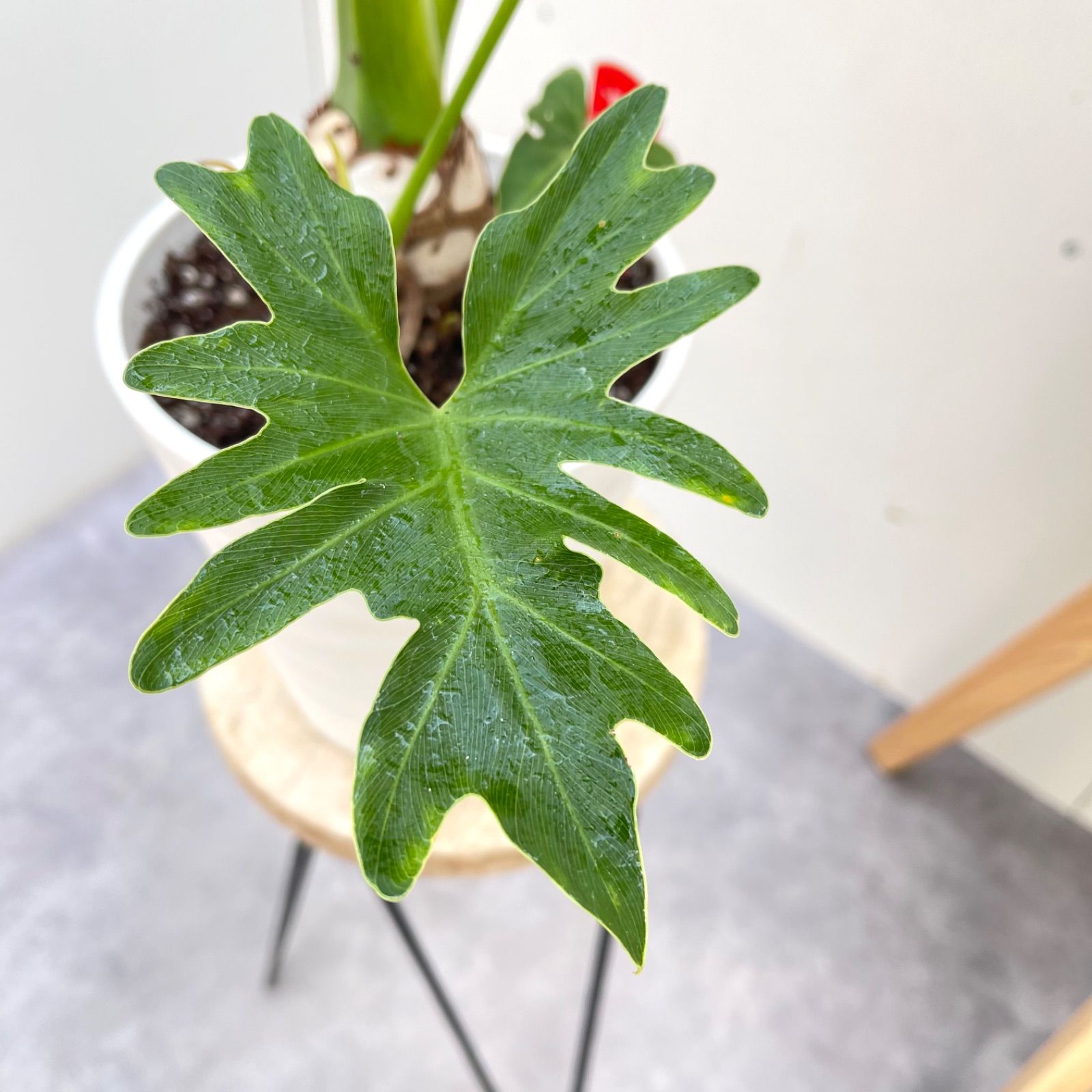 【京都市】セローム フィロデンドロン セローム 根上がり 2【現品】観葉植物 室内 6号