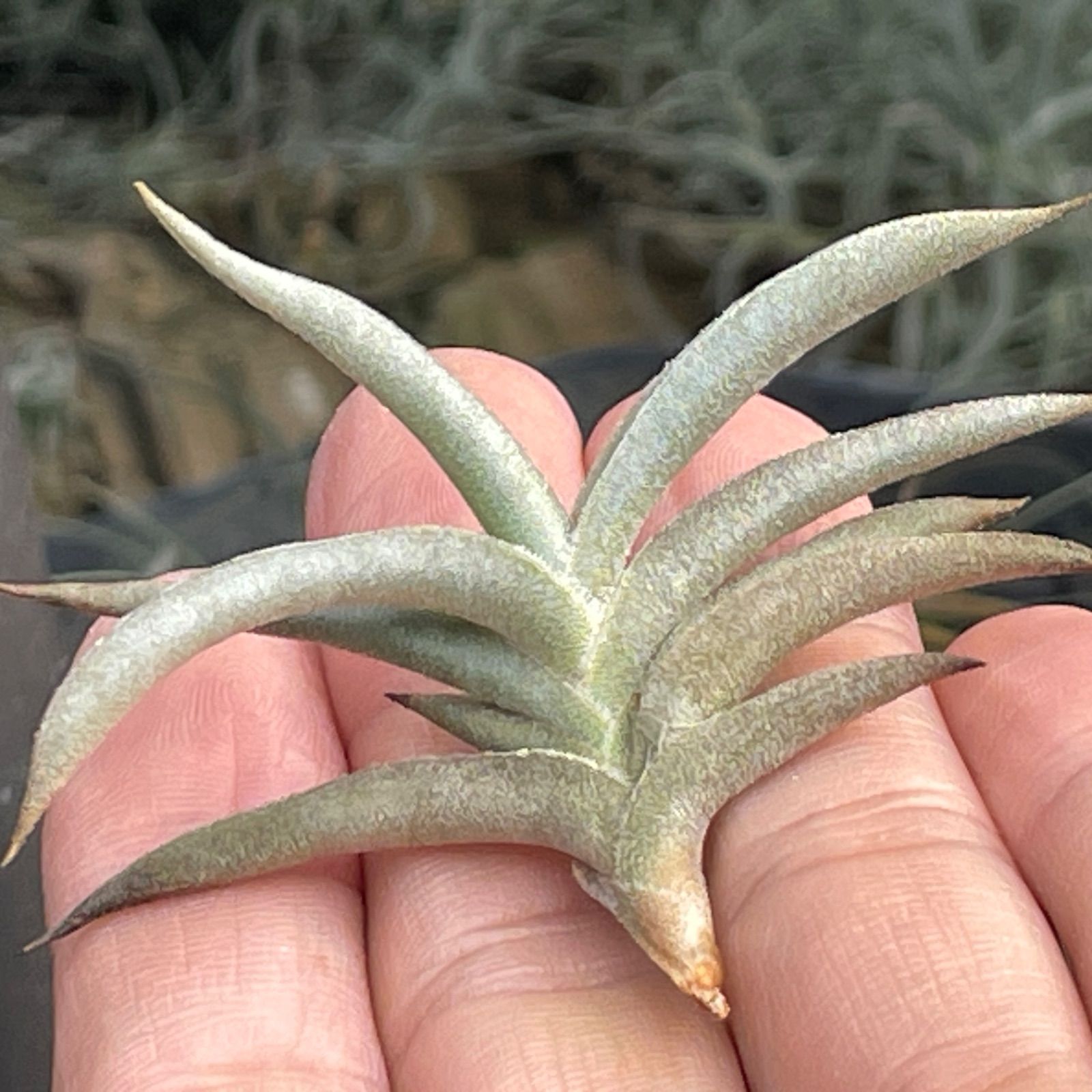 Tillandsia ギリエシー③