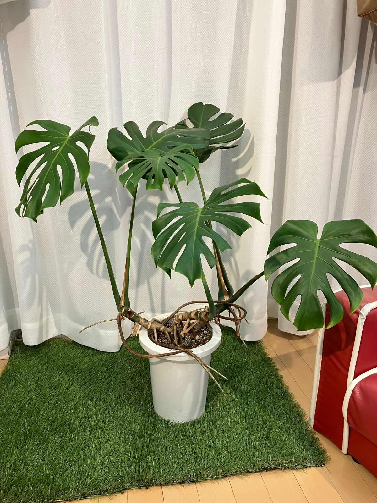 モンステラ A17 現物販売 室内 観葉植物 インテリア 【公式通販】