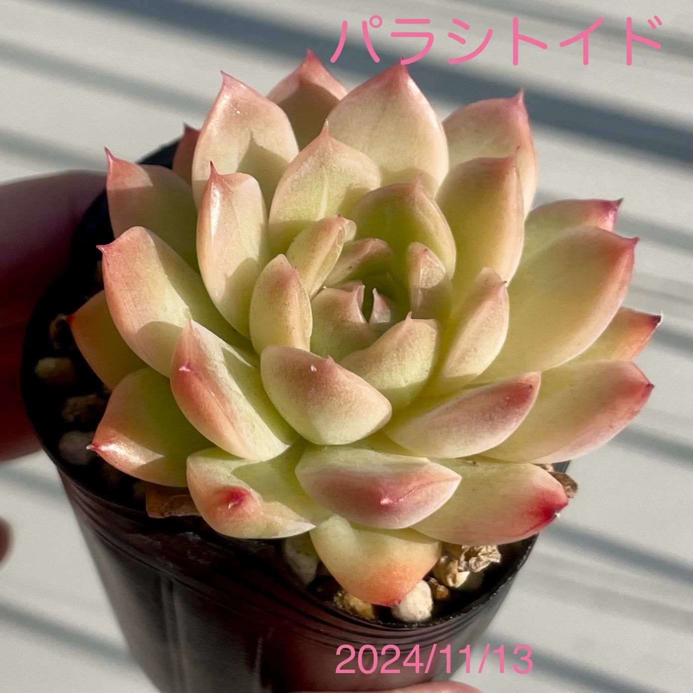 のサムネイル