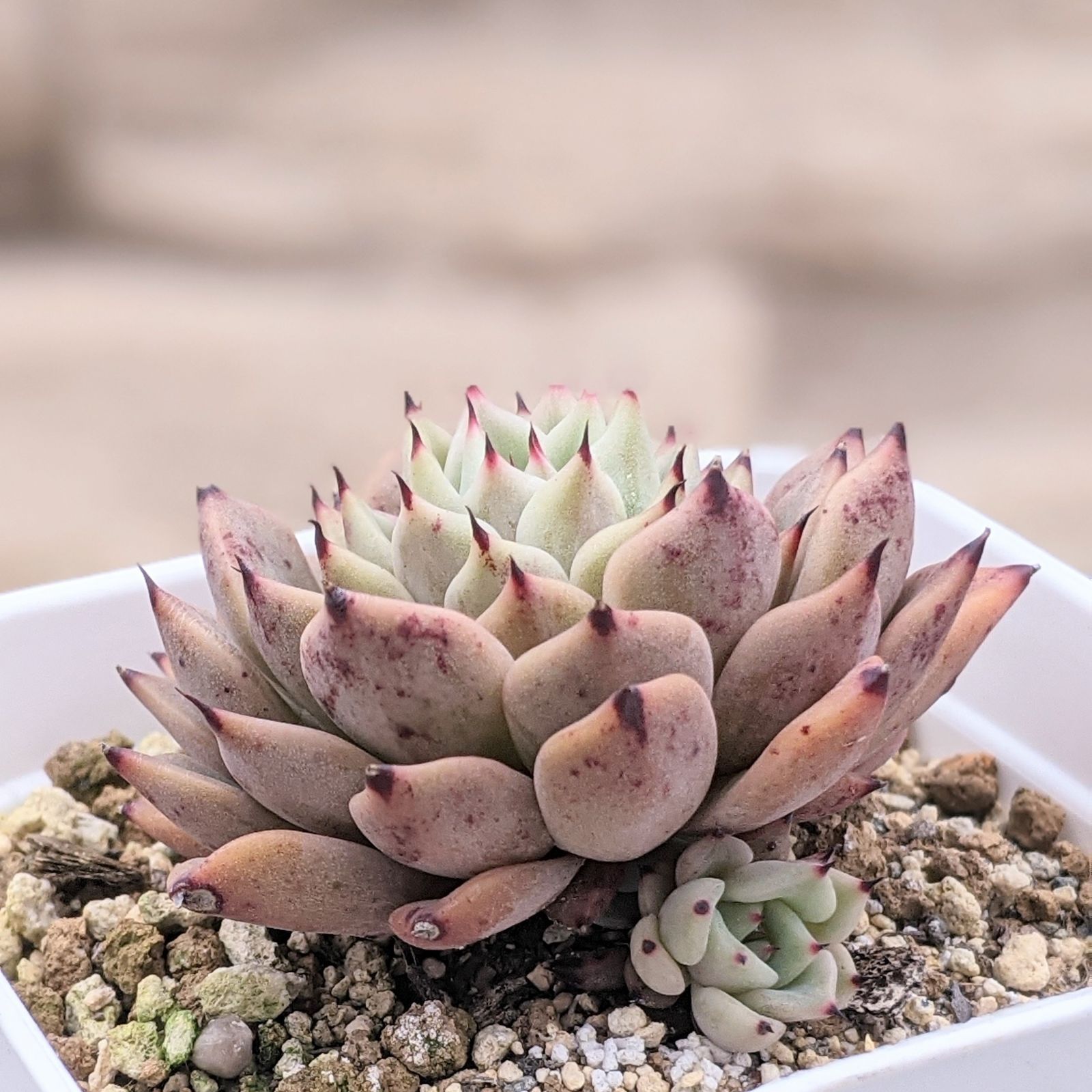 売却済み 多肉植物 リエール苗 ブラックチップ 【公式通販】