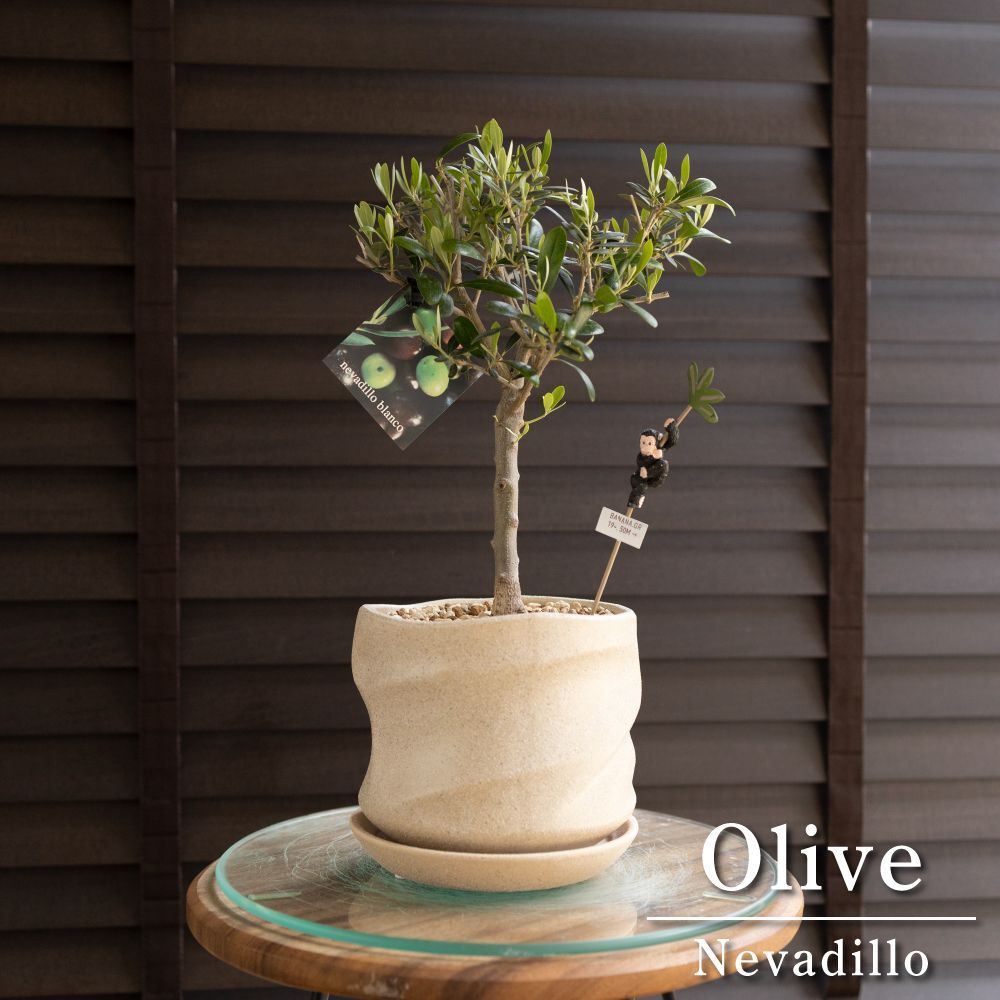 創樹 Olive オリーブの木 4.5号 盆栽 SOUJU Nevadillo blanco 創樹 Olive オリーブの木 4.5号 盆栽 SOUJU Nevadillo blanco