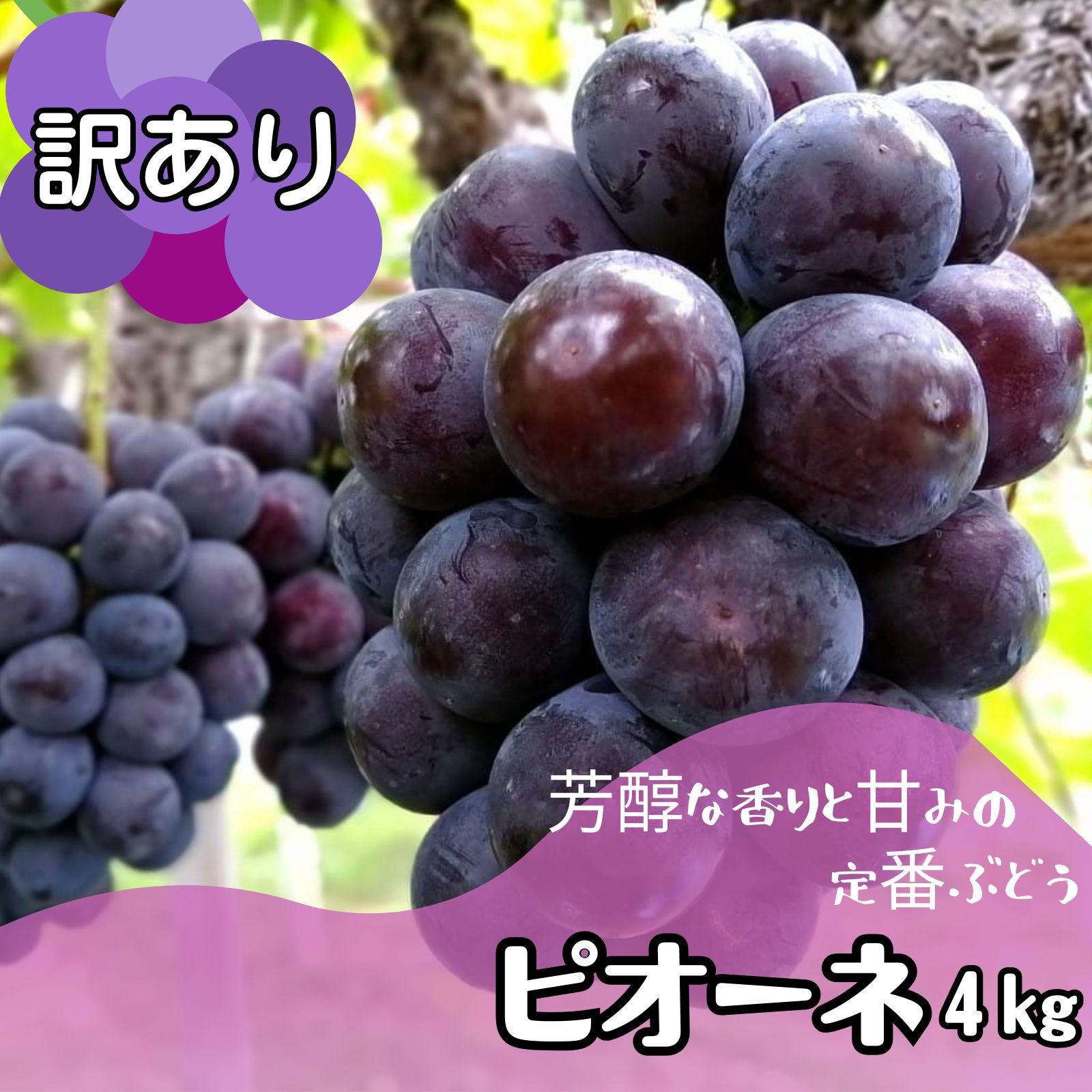 とれたて♪岡山県産減農薬シャインマスカットアンド翠峰合わせて2kg