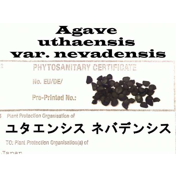 4月入荷 オテロイ 種子 1000粒 チタノタ アガベ 1月入荷 オテロイ 種子 種 証明書あり 5000粒 チタノタ アガベ