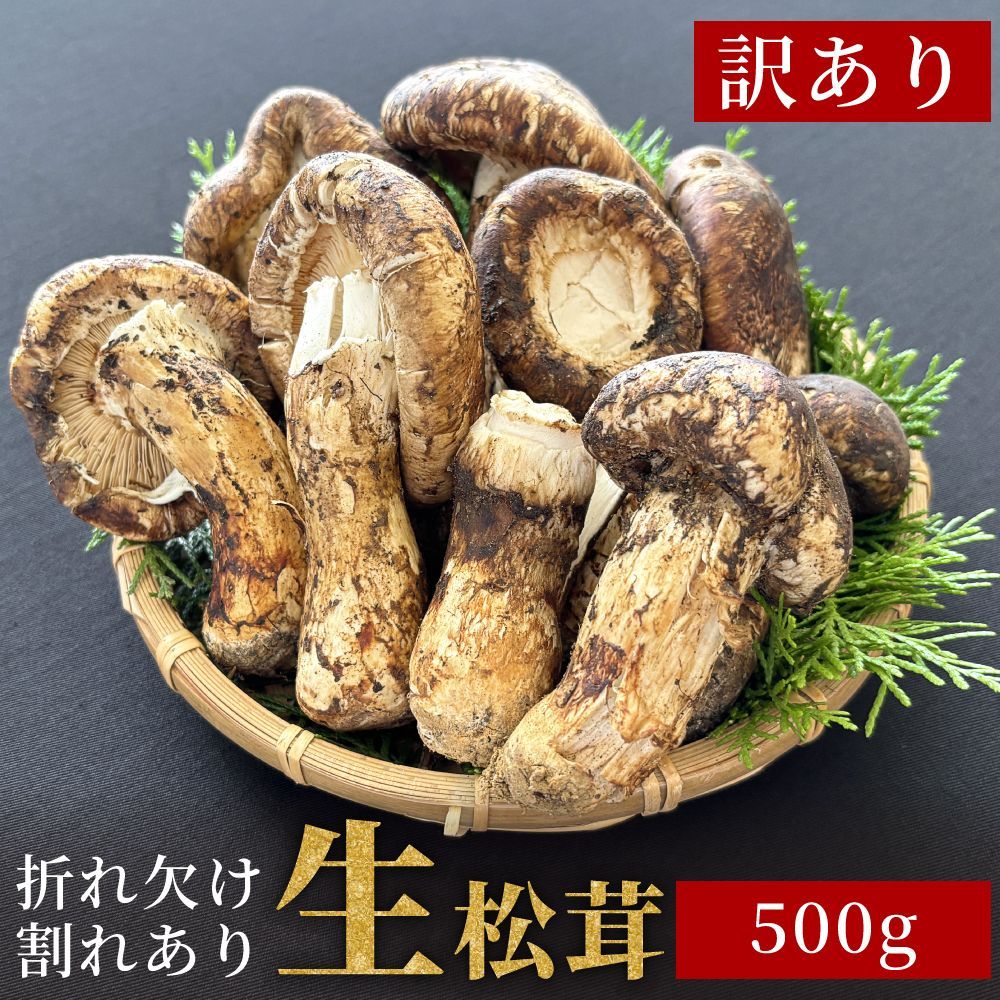 本日採れたて松茸、フランボ様、専用ページです！ 限定2個！ 14日採取 松茸B 300g