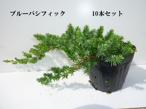 【10本セット】ブルーパシフィック/13.5～15cmポット