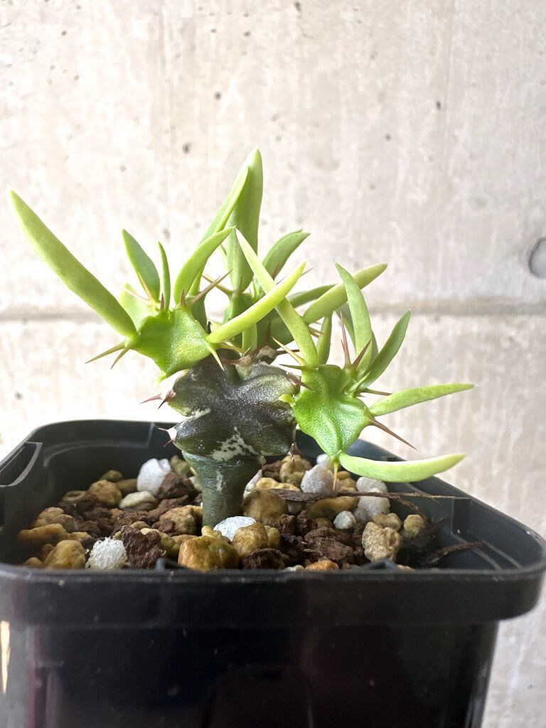 ショップ 【現品限り】ユーフォルビア・ムランジーナ 実生【T40