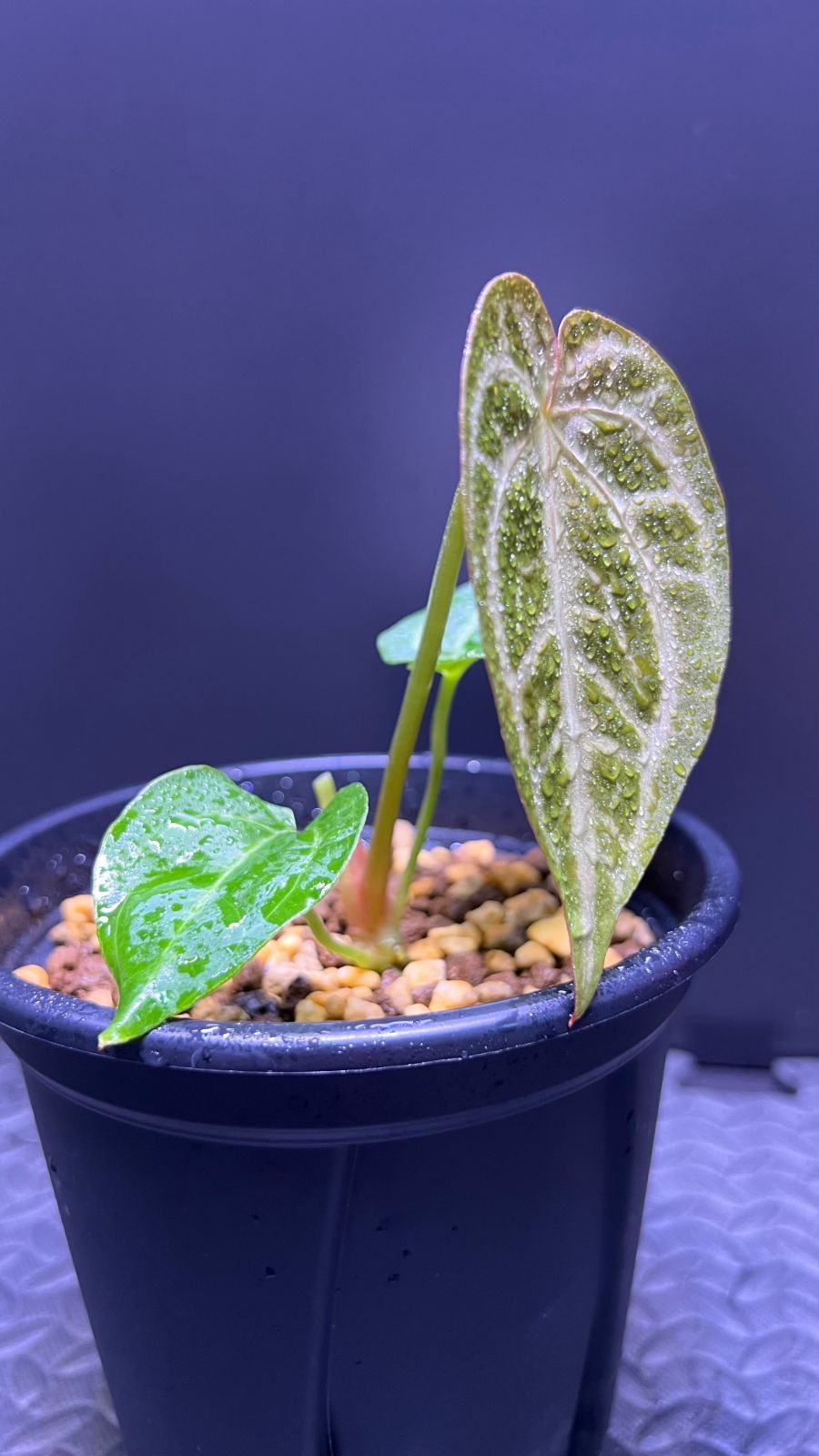 希少【アンスリウム】キングオブスペード×レッドクリスタリナム