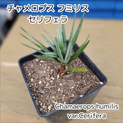 シルバーリーフ💚】【鉢ごと発送】 チャメロプス フミリス セリフェラ