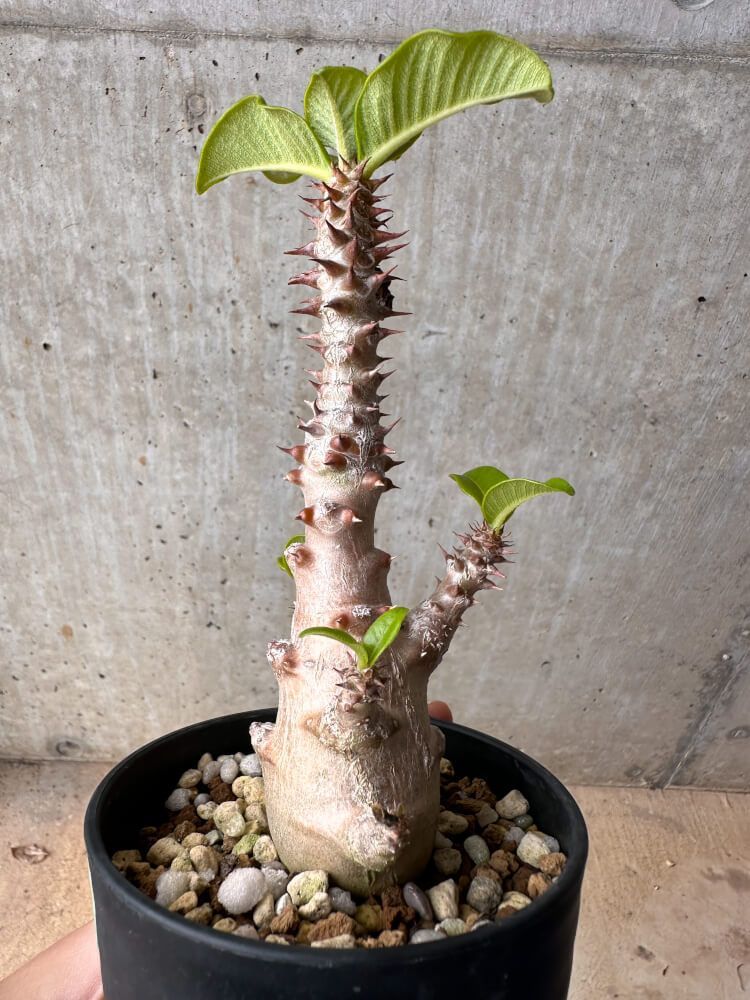 【現品限り】パキポディウム・ウィンゾリー 大株 実生【B80】 Pachypodium gracilius【植物】塊根植物 夏型 コーデックス