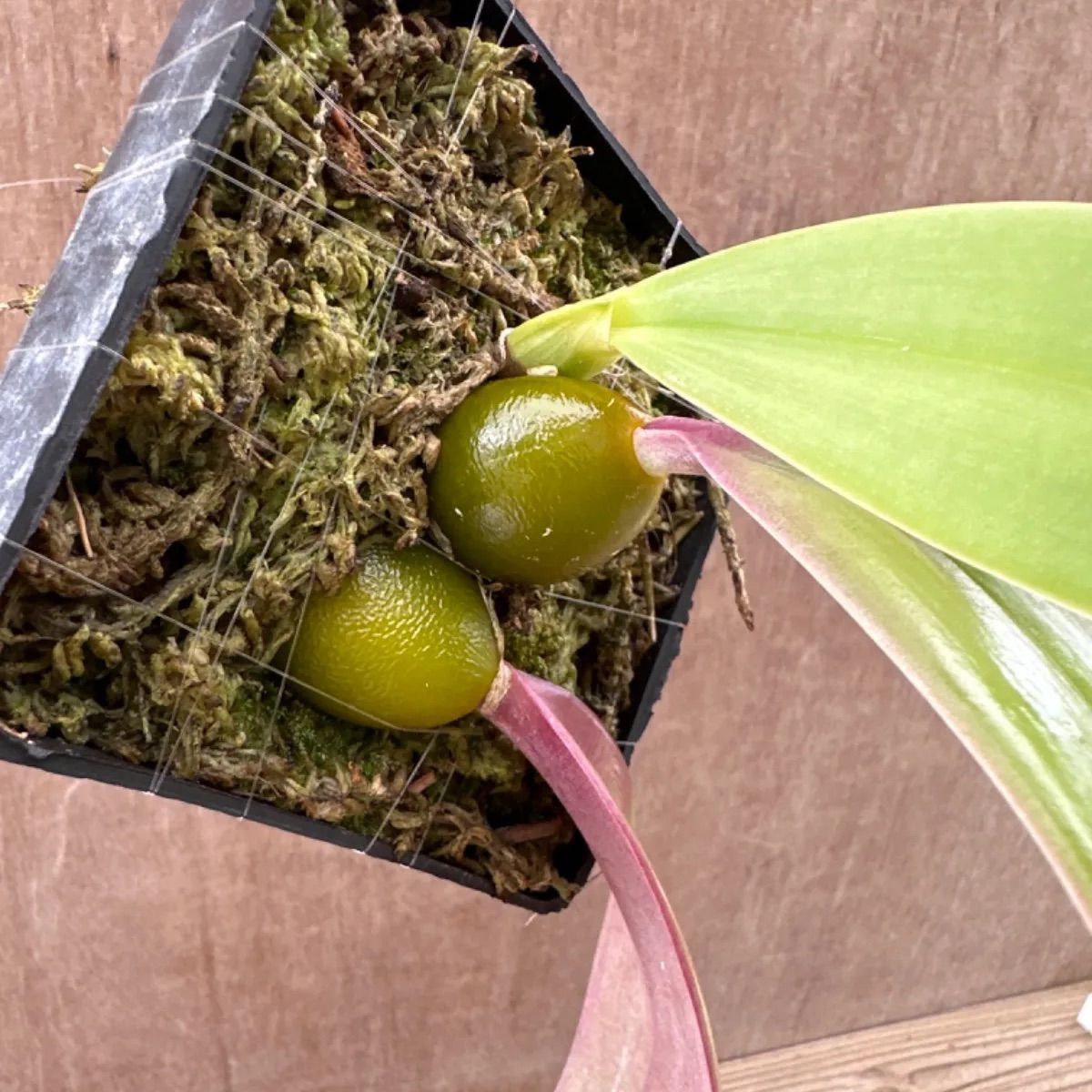 バルボフィラム ファレノプシス② Bulbophyllum phalaenopsis 現品 観葉植物 観葉 植物 珍奇植物 珍奇 珍しい レア 希少  着生ラン ラン 蘭 ハンギング 吊るす 吊り下げ インテリア おしゃれ かわいい - メルカリ