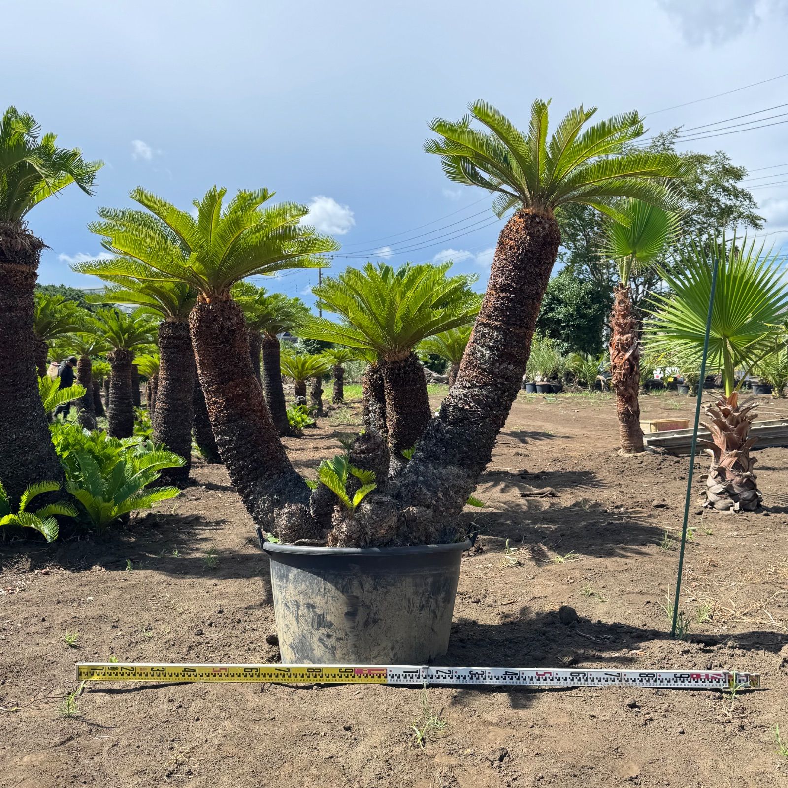 蘇轍　ソテツ　　ダブルヘッド Yahoo!オークション - 常緑樹 大人気 ソテツ ダブルヘッド 蘇鉄