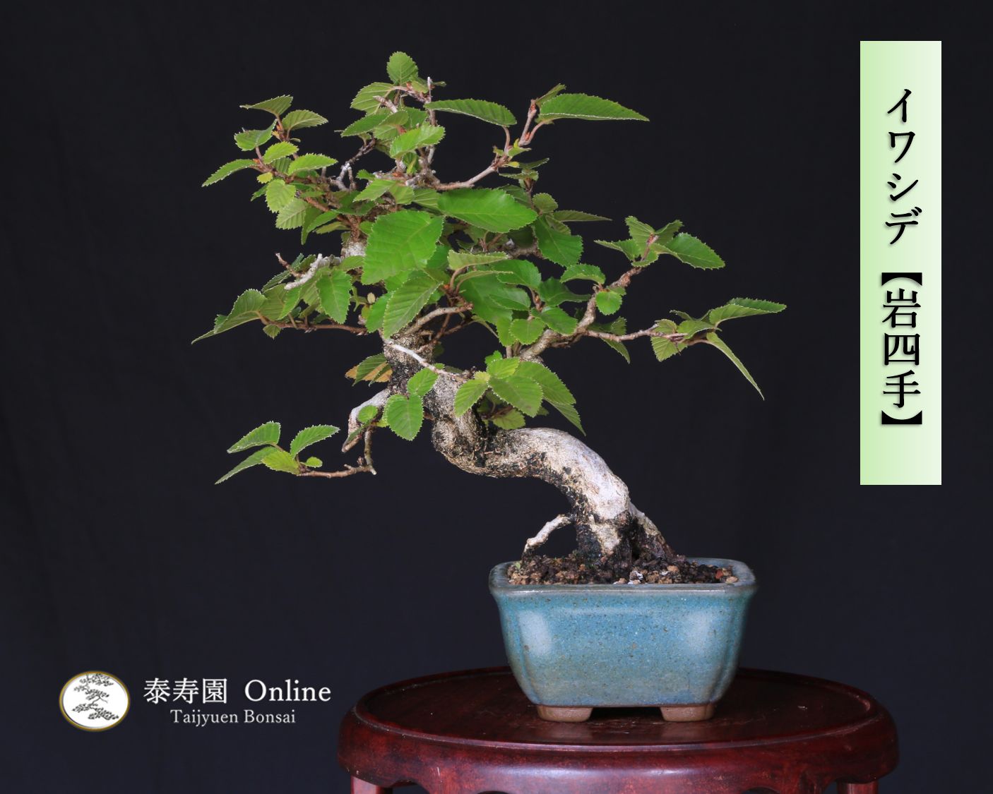 イワシデ 岩四手 小品盆栽 泰寿園 Online いわしで 現品 雑木 真柏 松柏 松 室内 鑑賞 趣味 卓上盆栽 盆栽鉢 グリーン 和 ギフト プレゼント ミニ盆栽 誕生日 母の日 父の日 敬老の日 記念日 お祝い 優良葉性 インテリア 2
