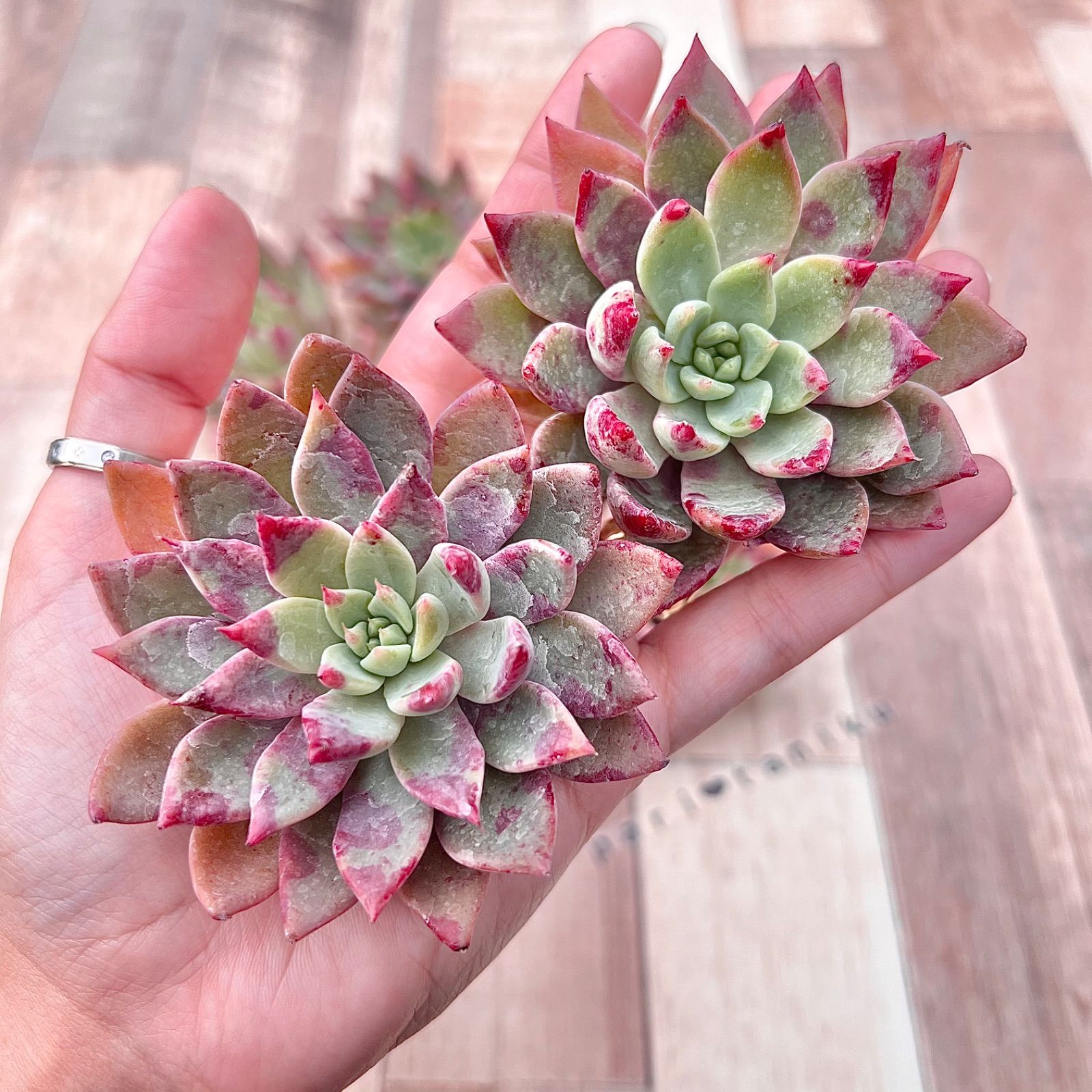 多肉植物 チェリードロップ