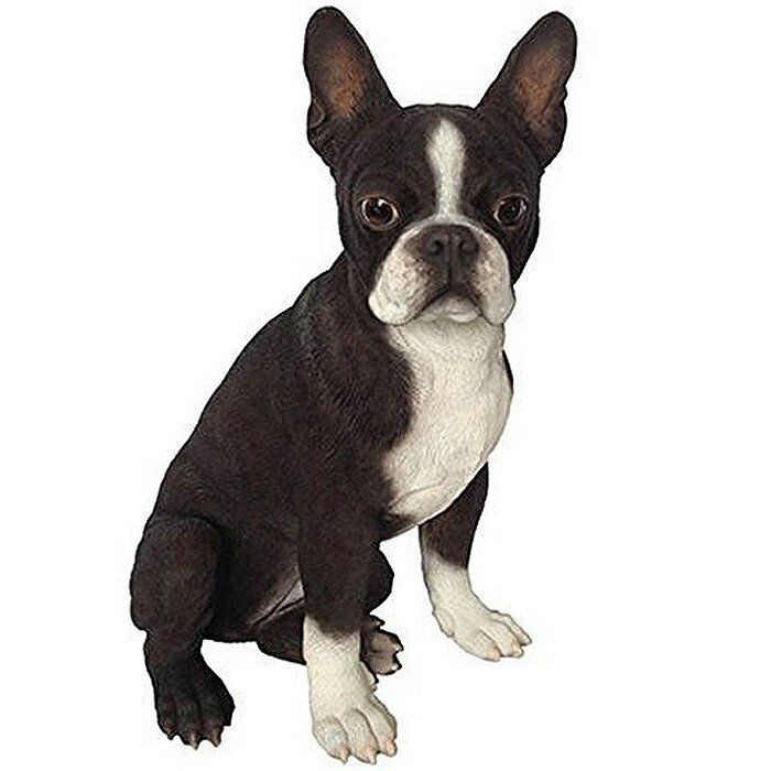 ミニチュア ボストンテリア（Boston Terrier） 犬の置物・オブジェ
