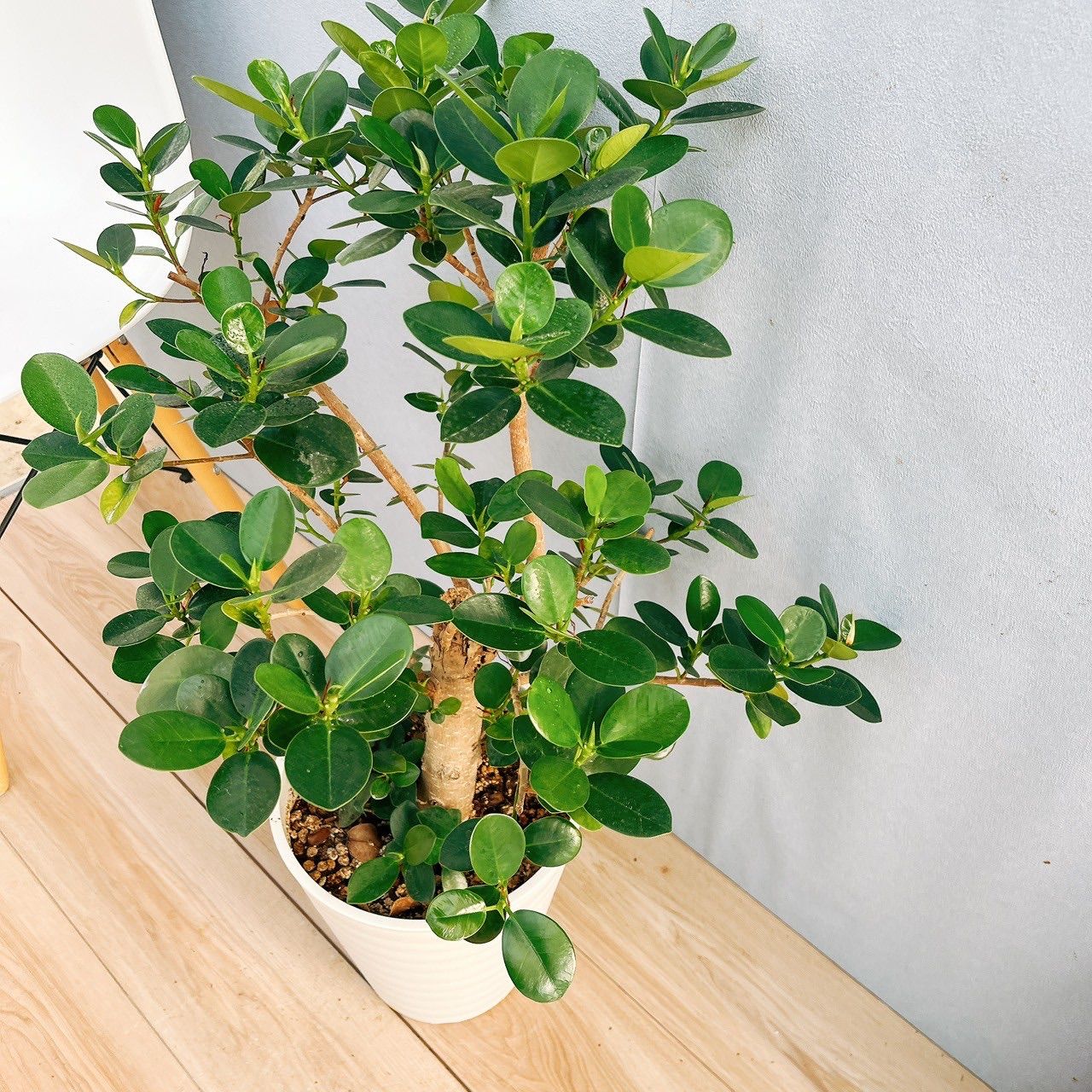 現品］【希少】パンダガジュマル 8号 観葉植物 室内 レア ゴムの木