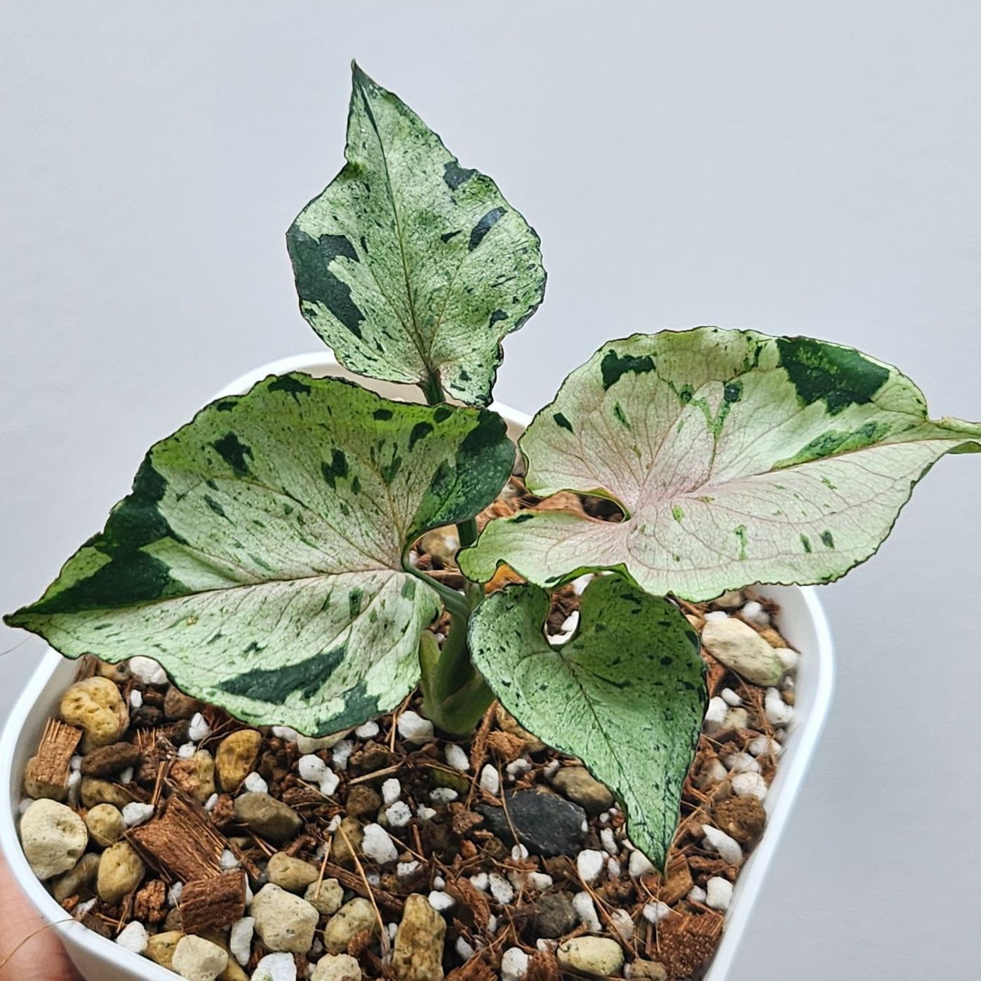 希少】シンゴニウム グリーンスプラッシュ