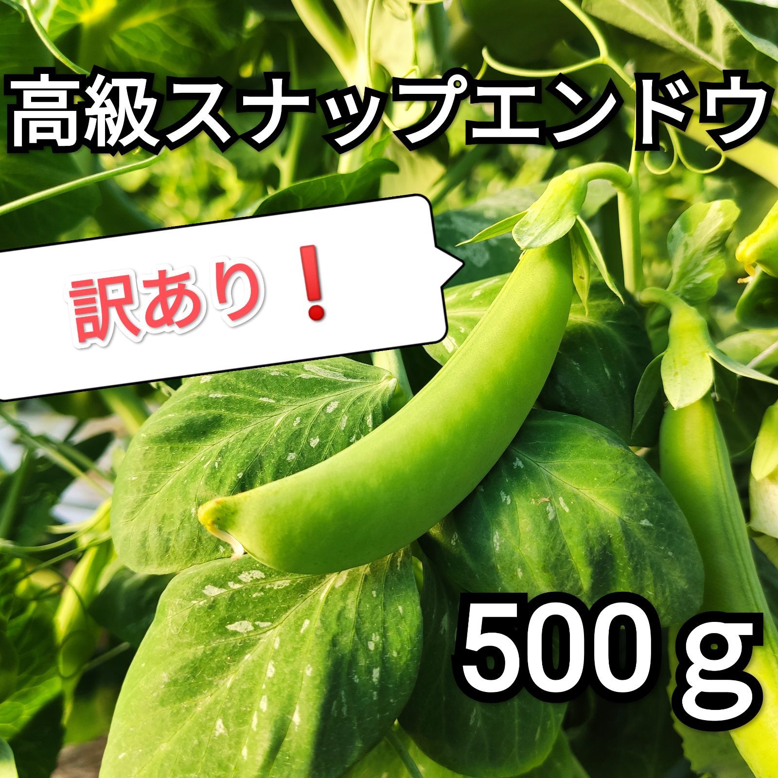 甘さ◎鹿児島産 スナップえんどう 500g 美味しい スナップエンドウ466