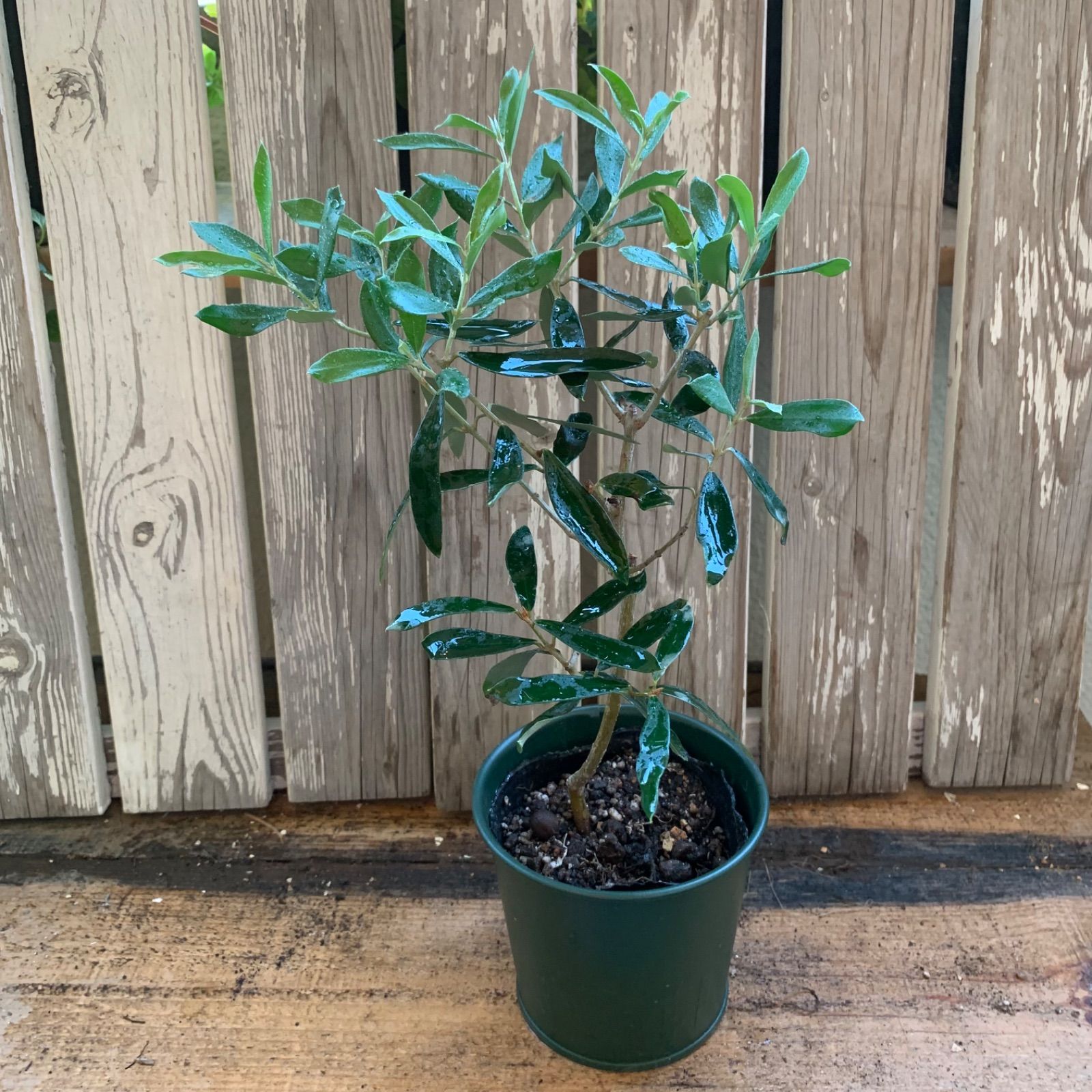 オリーブ アルベキナ 5-6mくらい1本