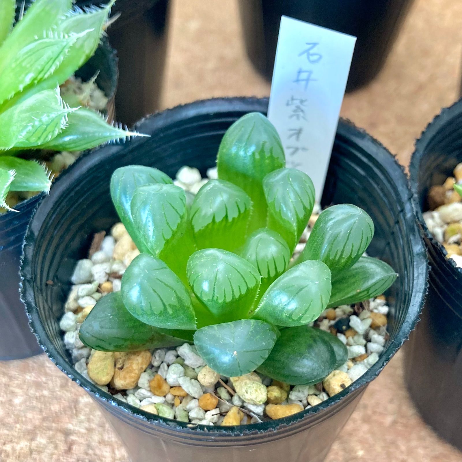 ハオルチア 2号 6種セット / 多肉植物 観葉植物【5】 - メルカリ