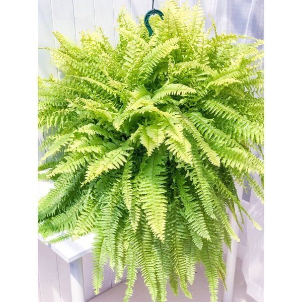 No.632 ガーデニング収納 数字コレクションウッドボックス 多肉棚 木製