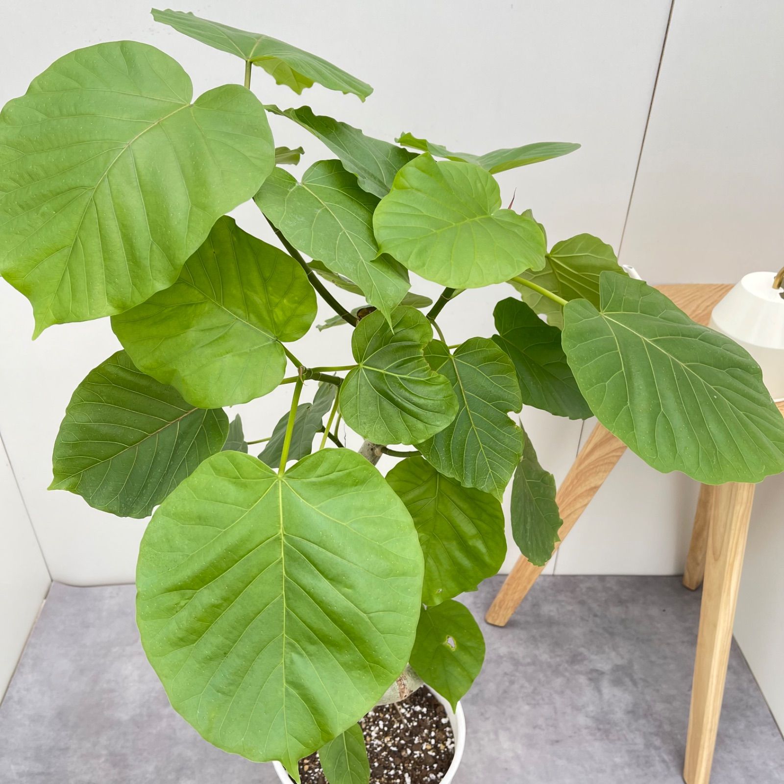 ⑧ フィカス ウンベラータ 曲がり仕立て 8号 特大苗木最高等級