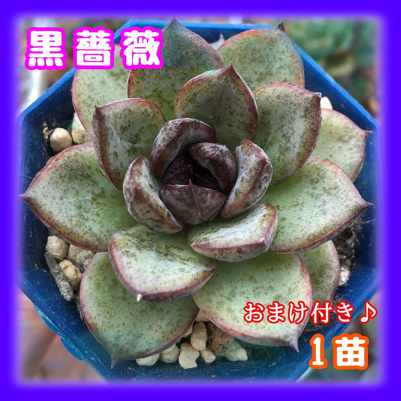 多肉植物 黒薔薇 カット苗 1苗 - メルカリ