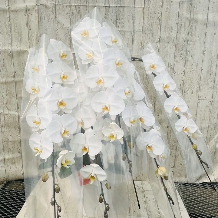 訳あり 大輪胡蝶蘭白５本立|花びらに黒い斑点