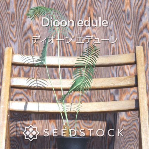 Dioon